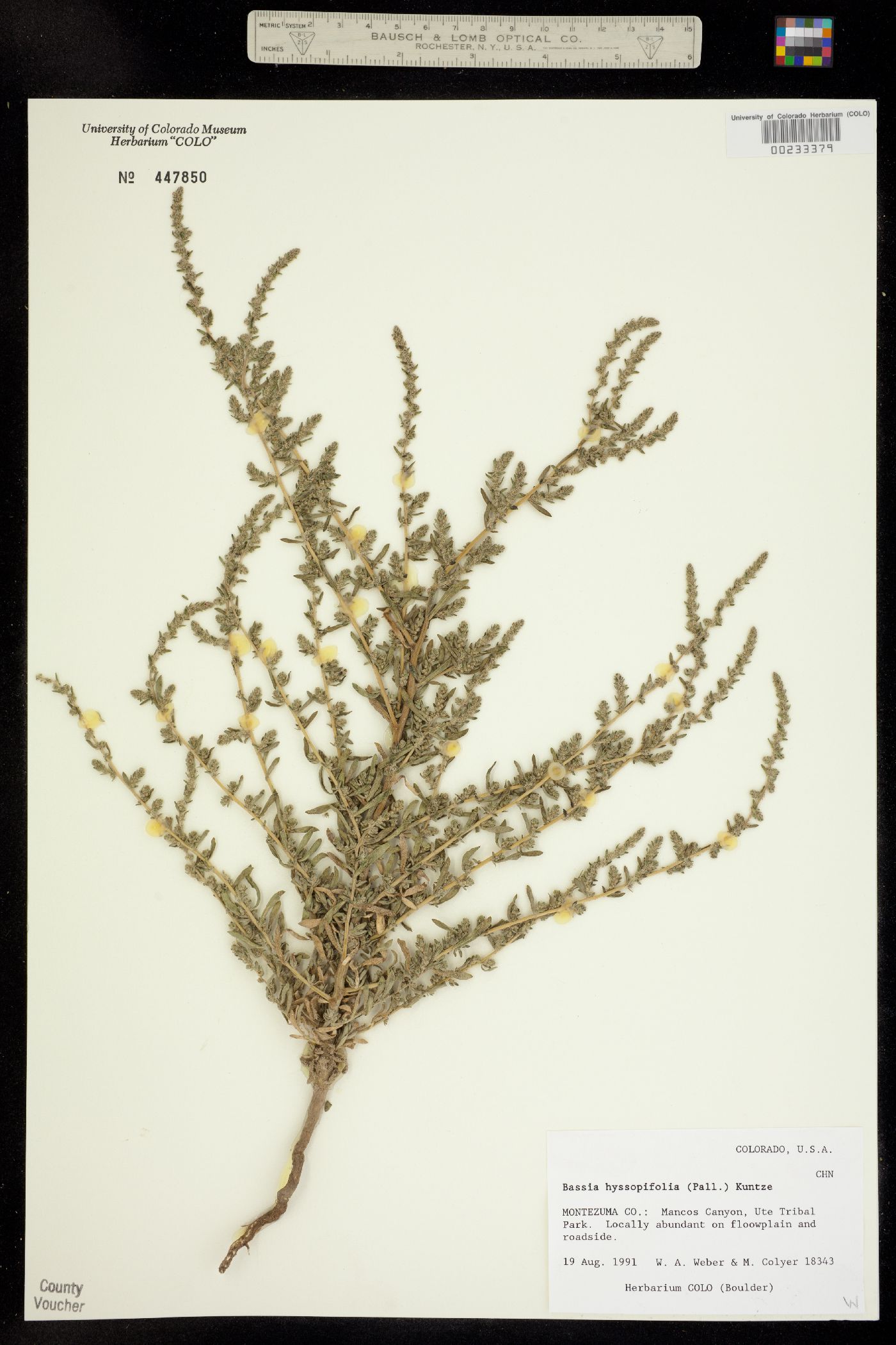Bassia hyssopifolia image