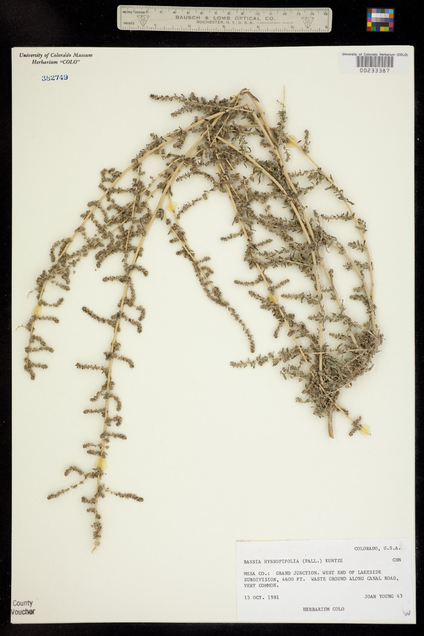 Bassia hyssopifolia image