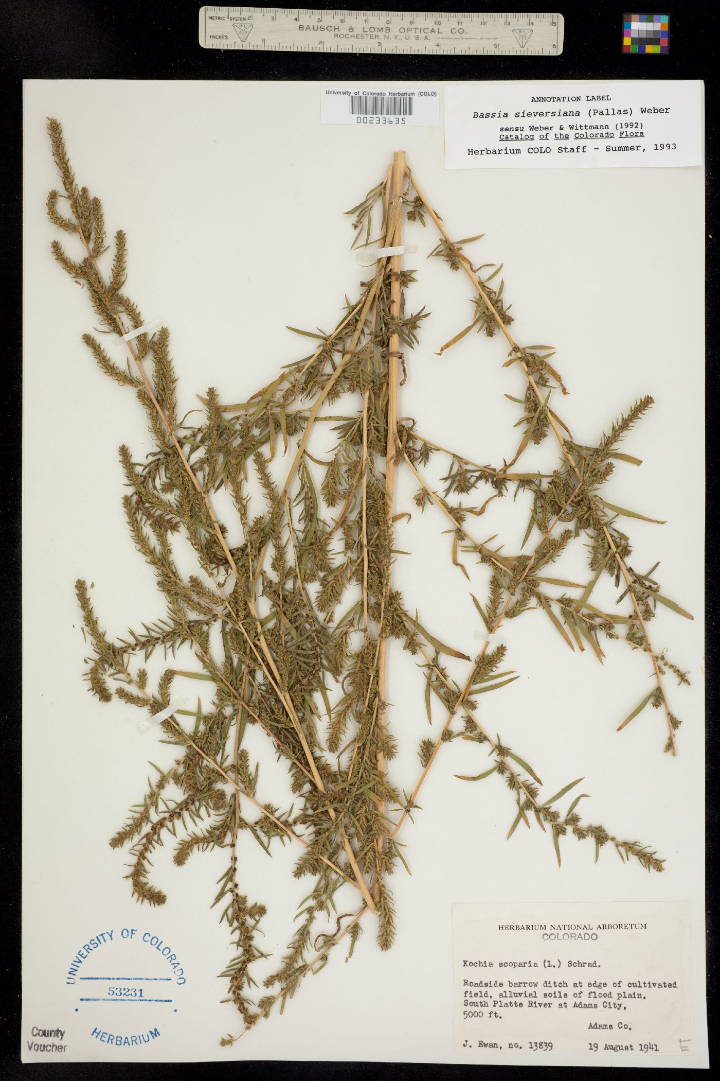 Kochia image