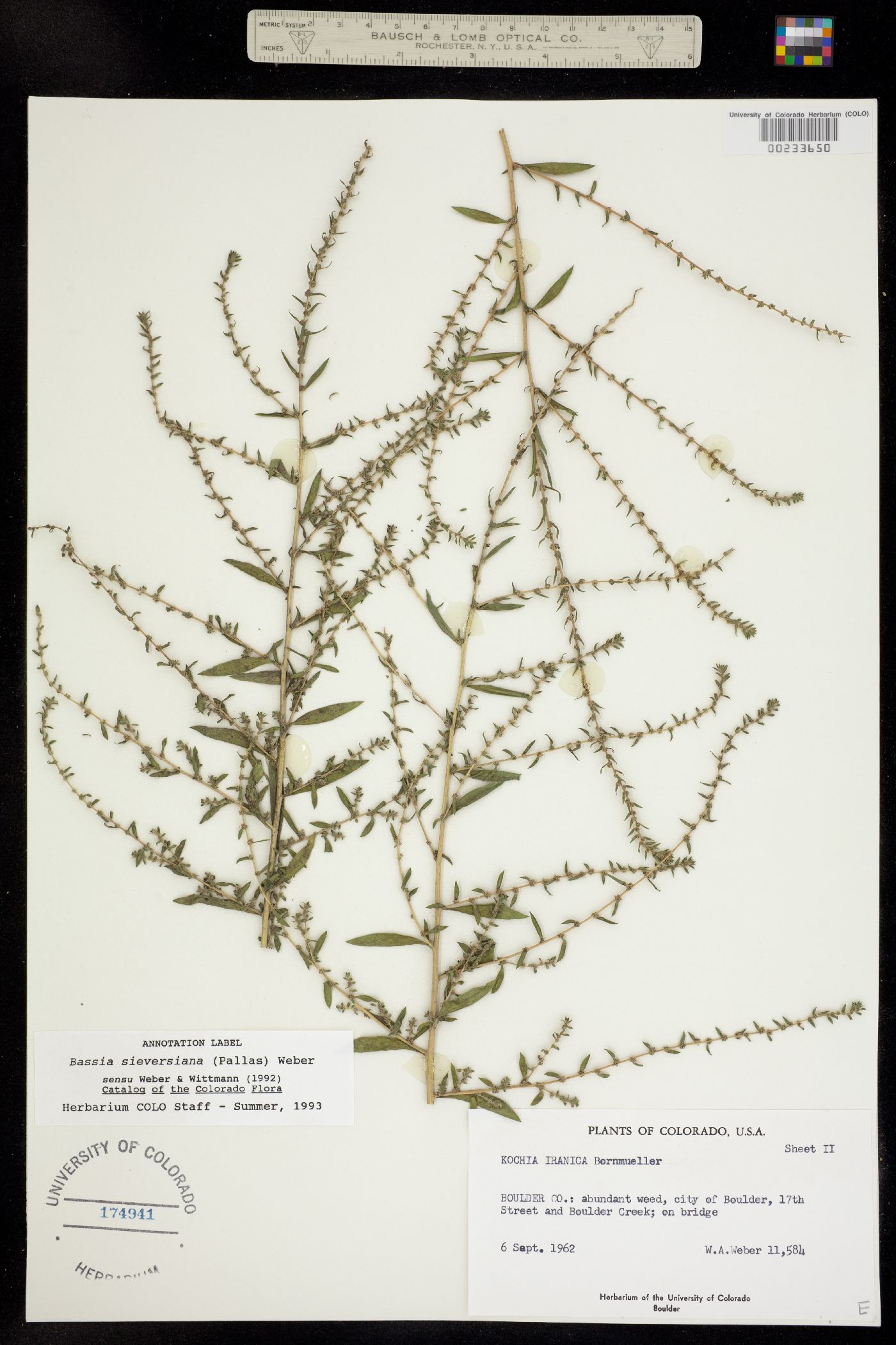 Kochia scoparia ssp. scoparia image