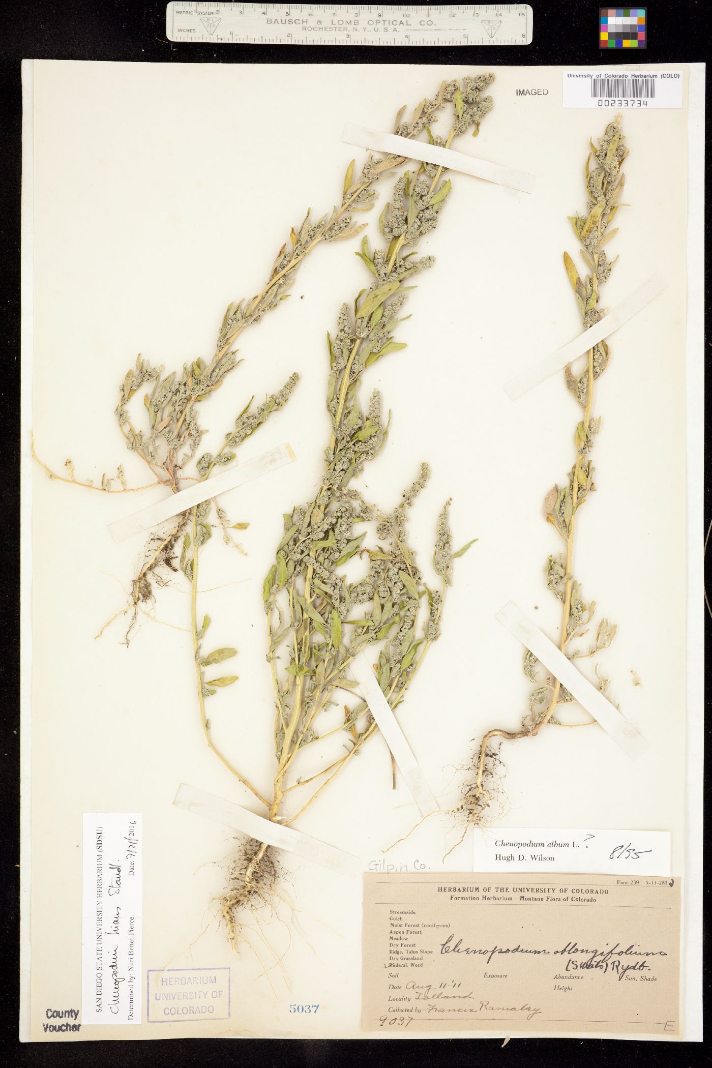 Chenopodium hians image