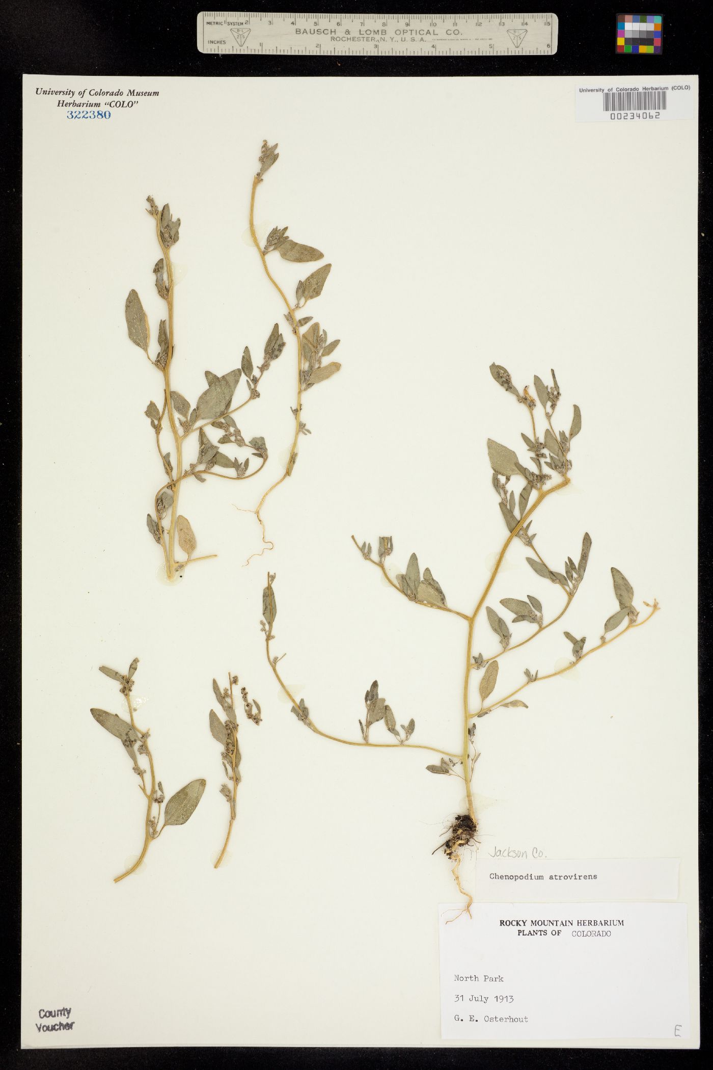 Chenopodium atrovirens image