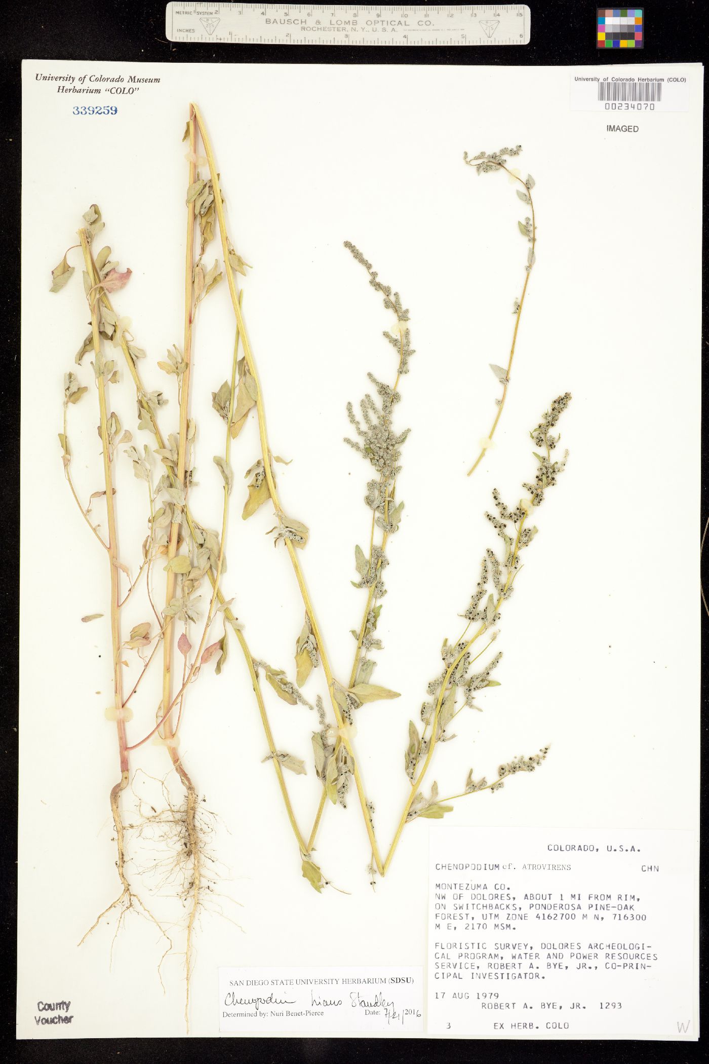 Chenopodium hians image
