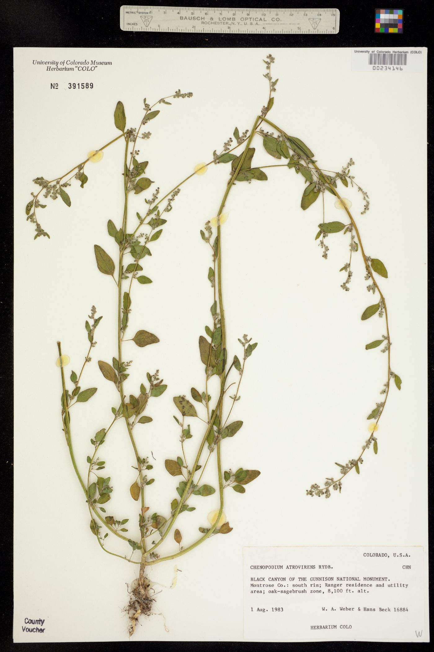 Chenopodium atrovirens image