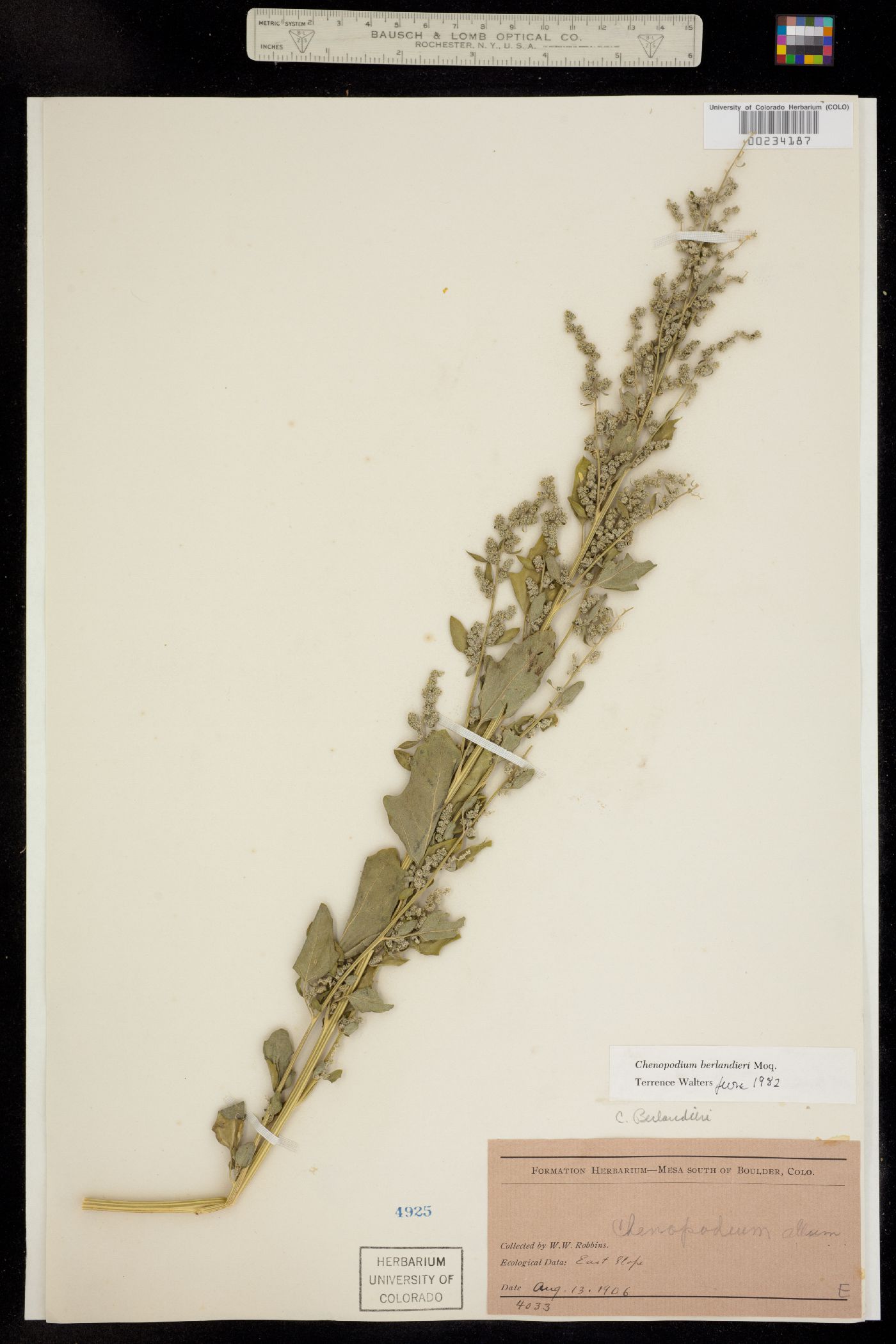 Chenopodium berlandieri image