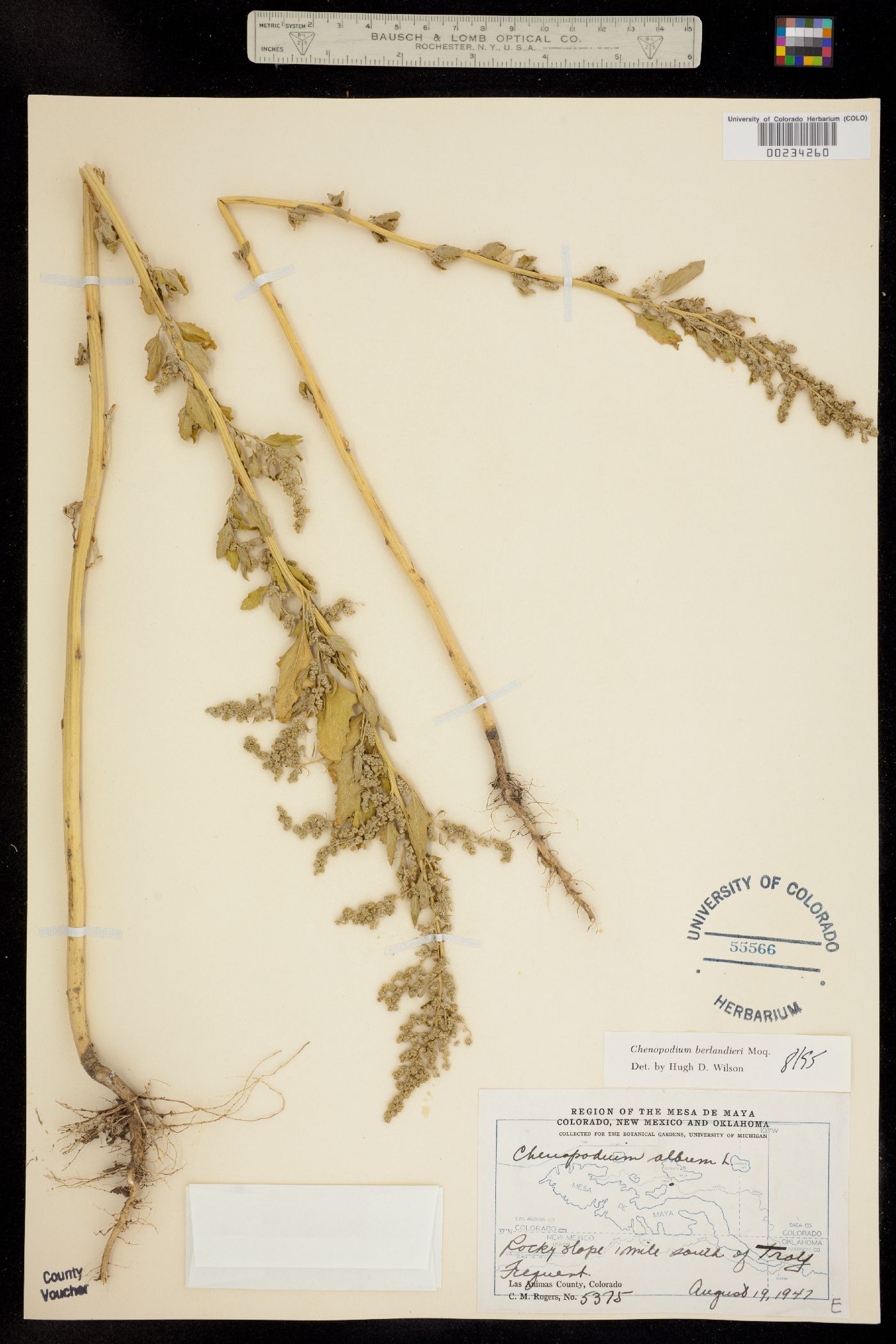 Chenopodium berlandieri image