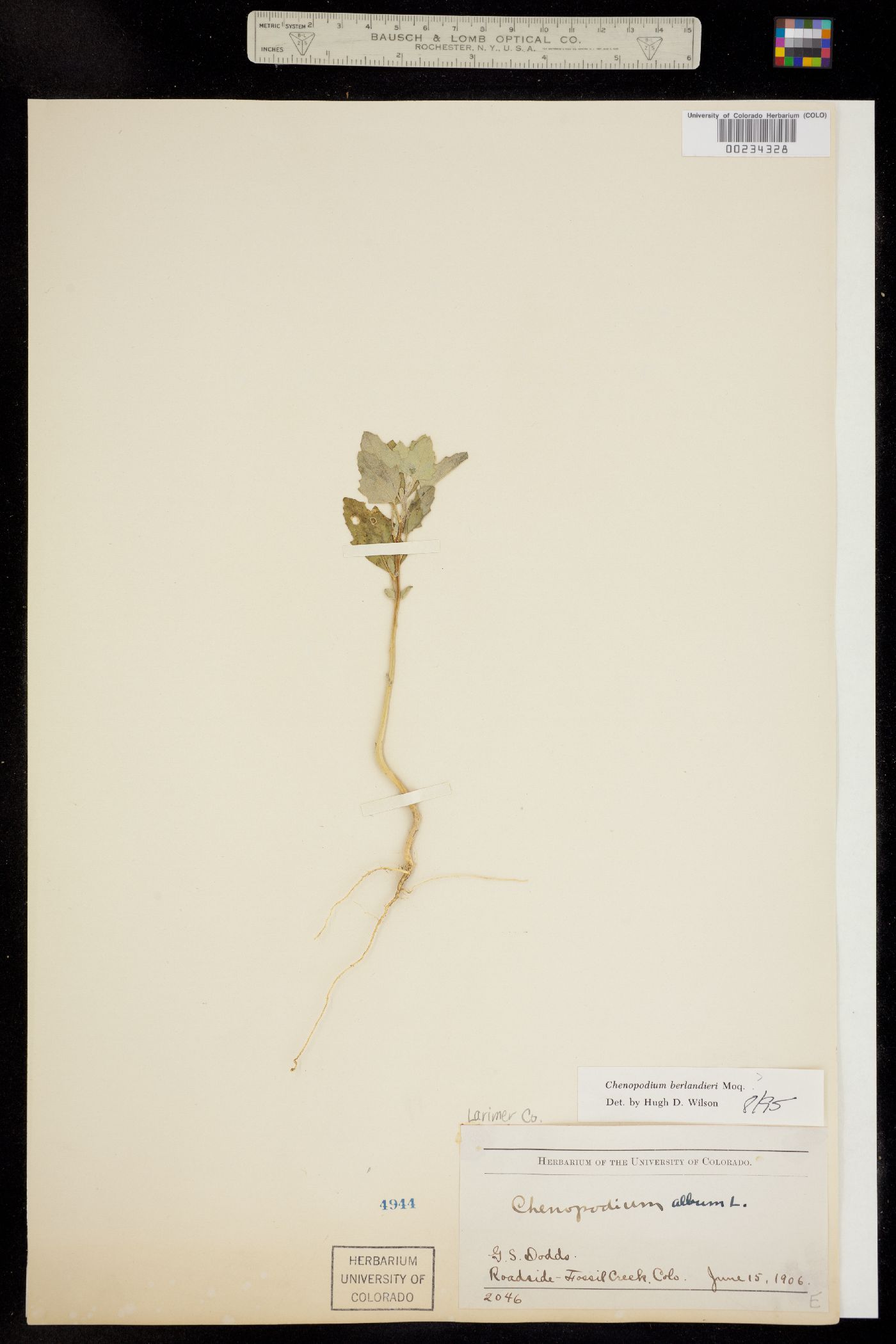 Chenopodium image