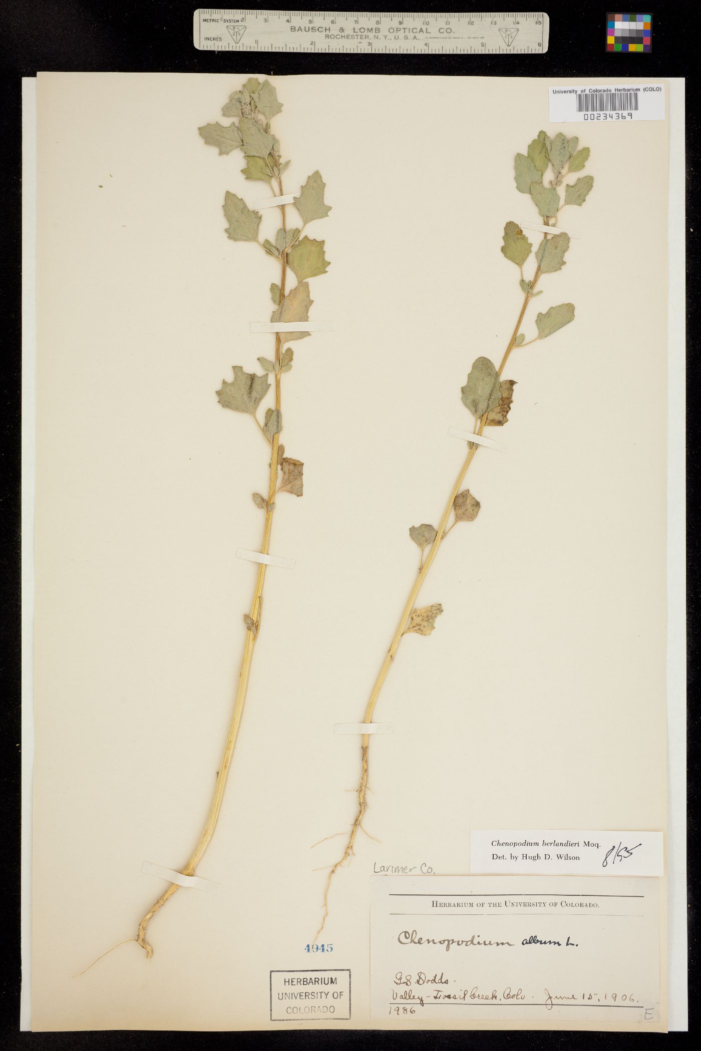Chenopodium berlandieri image