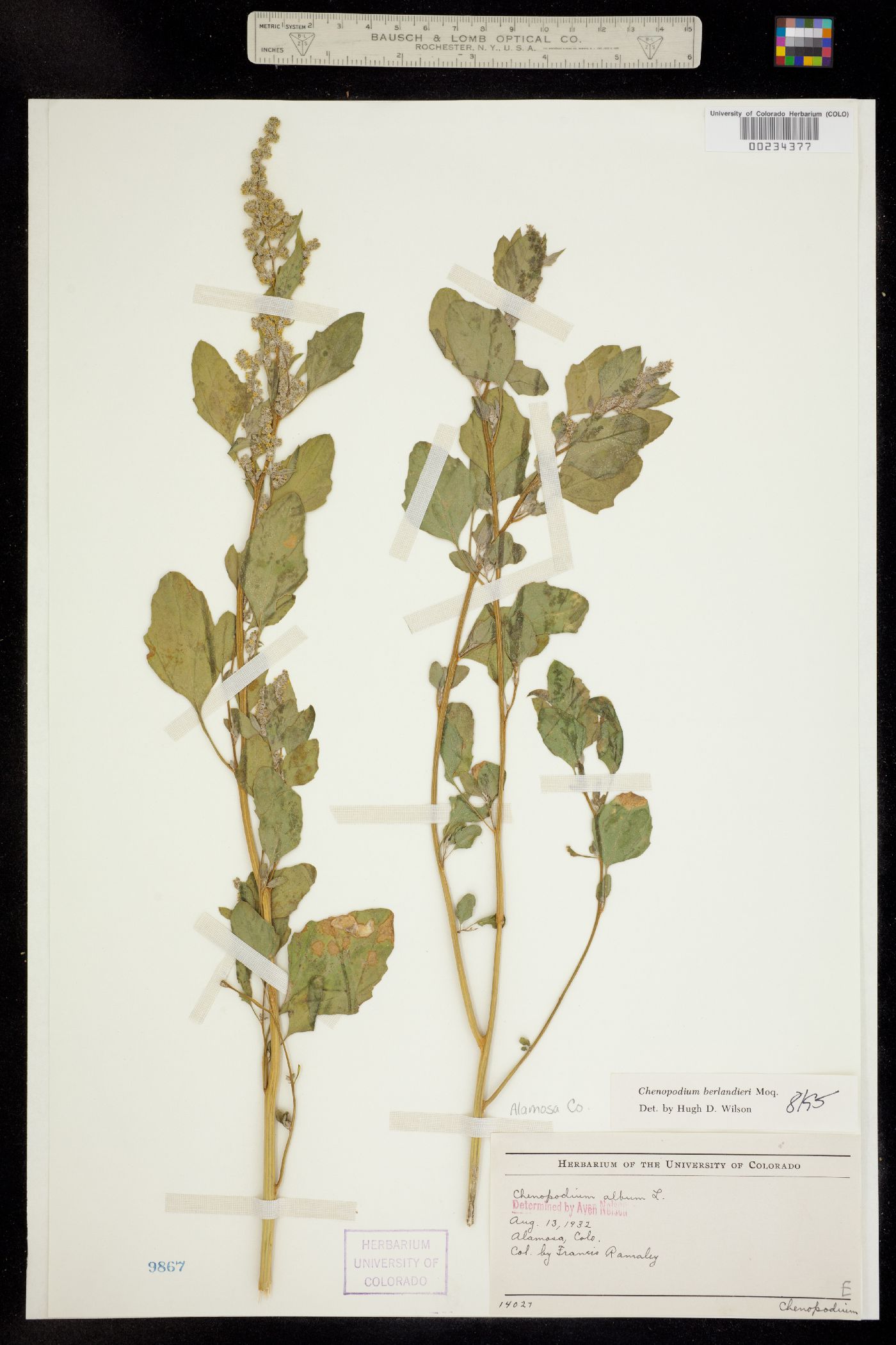 Chenopodium image