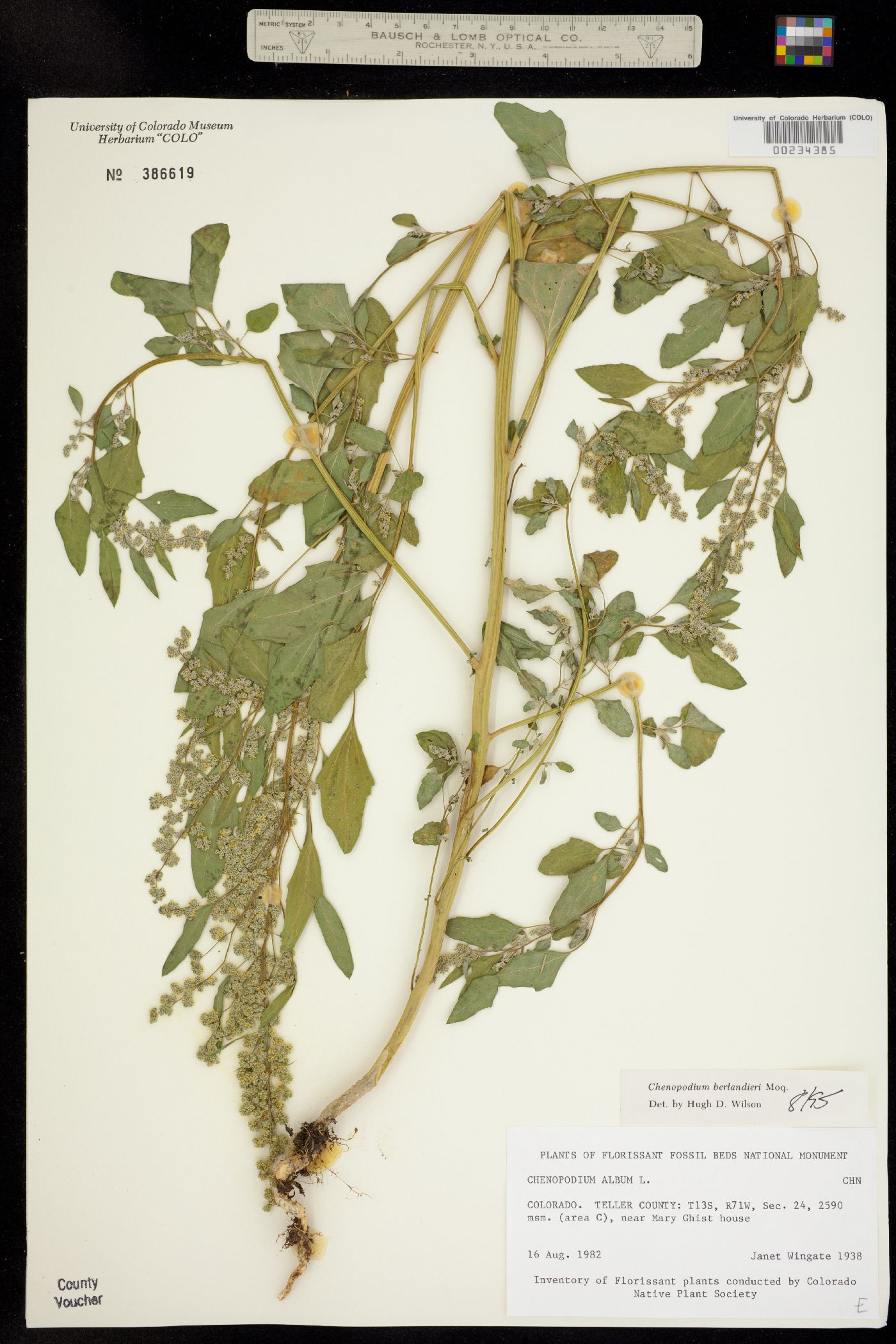Chenopodium berlandieri image