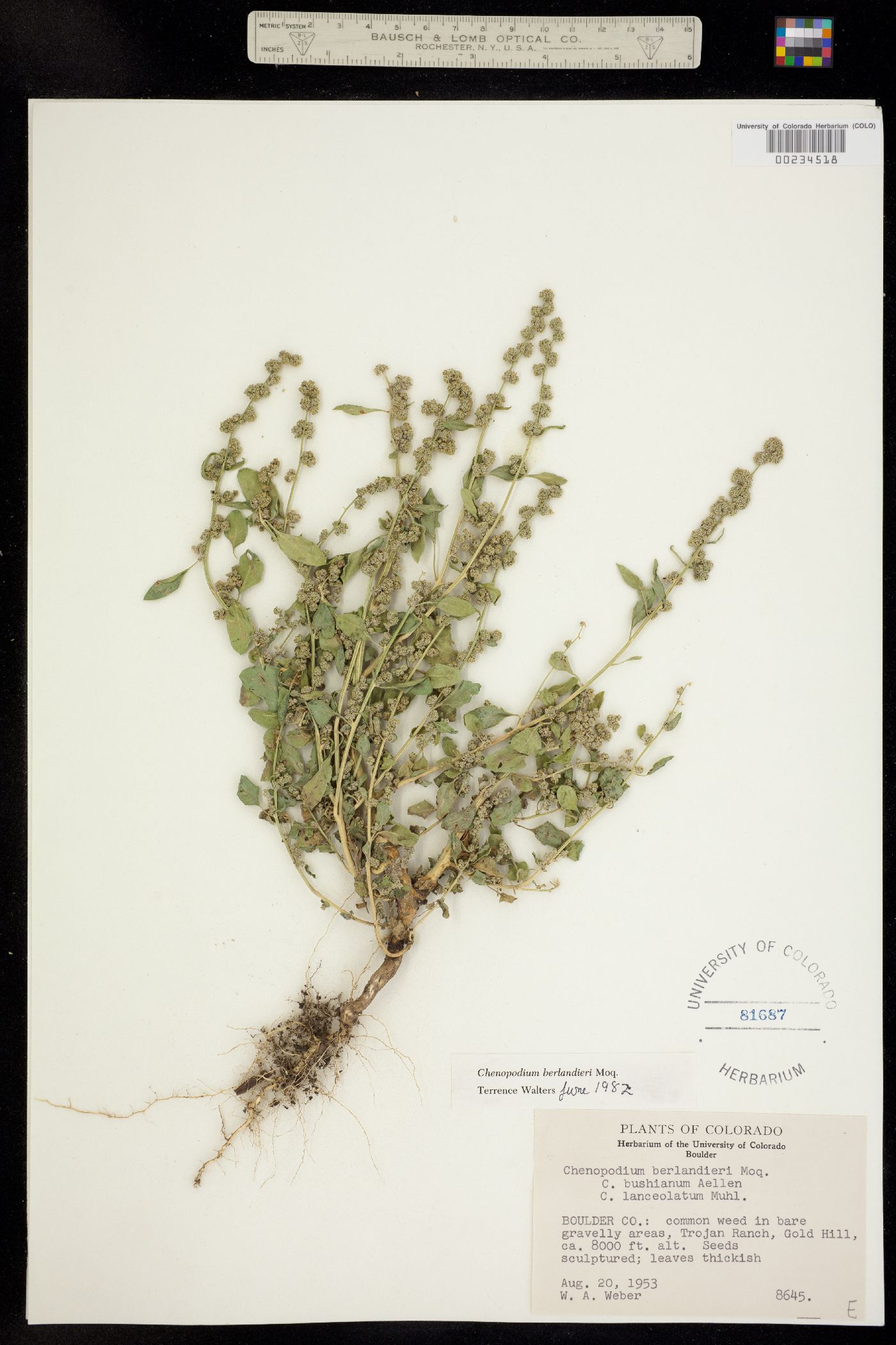 Chenopodium berlandieri image