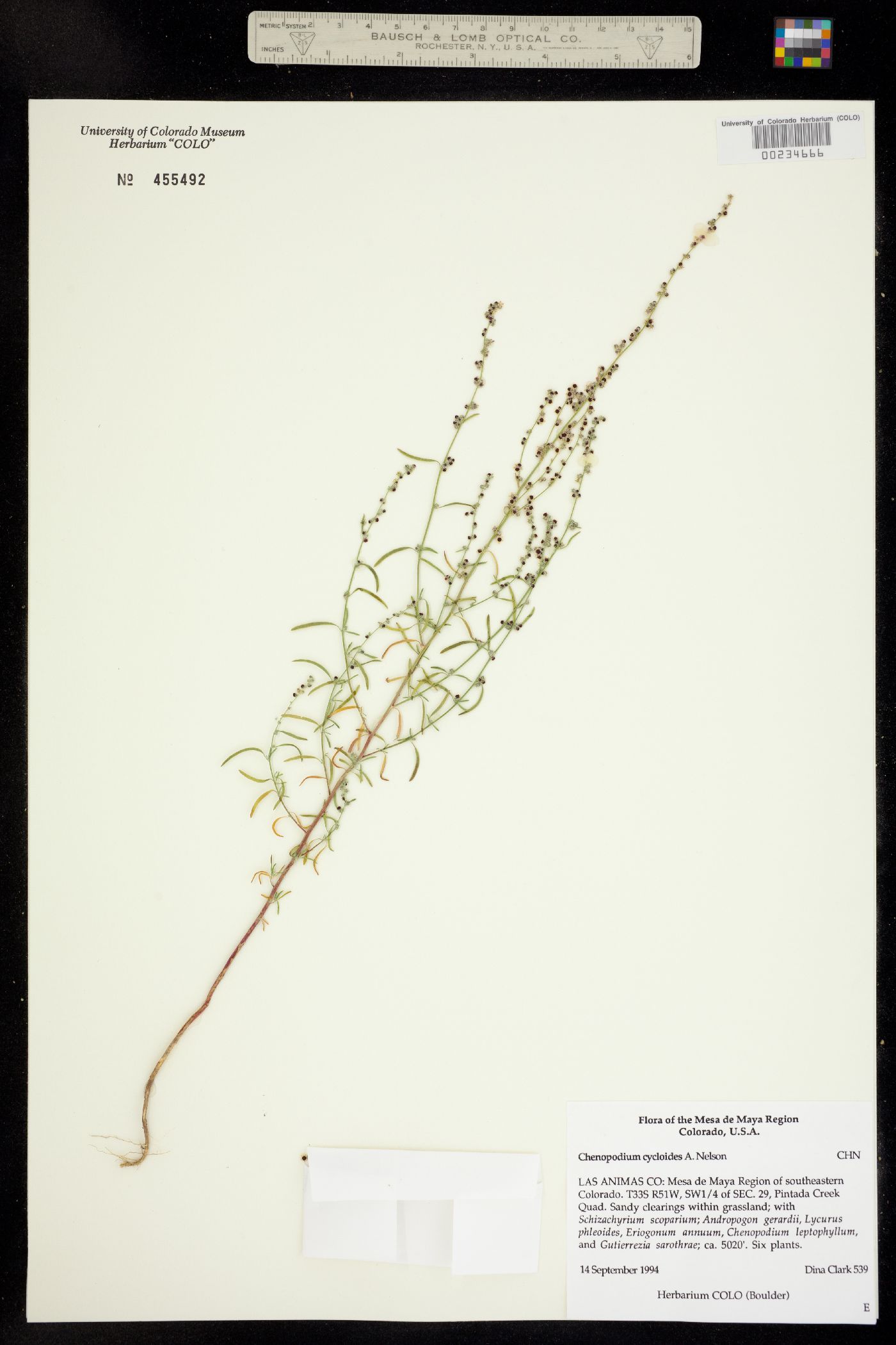 Chenopodium cycloides image