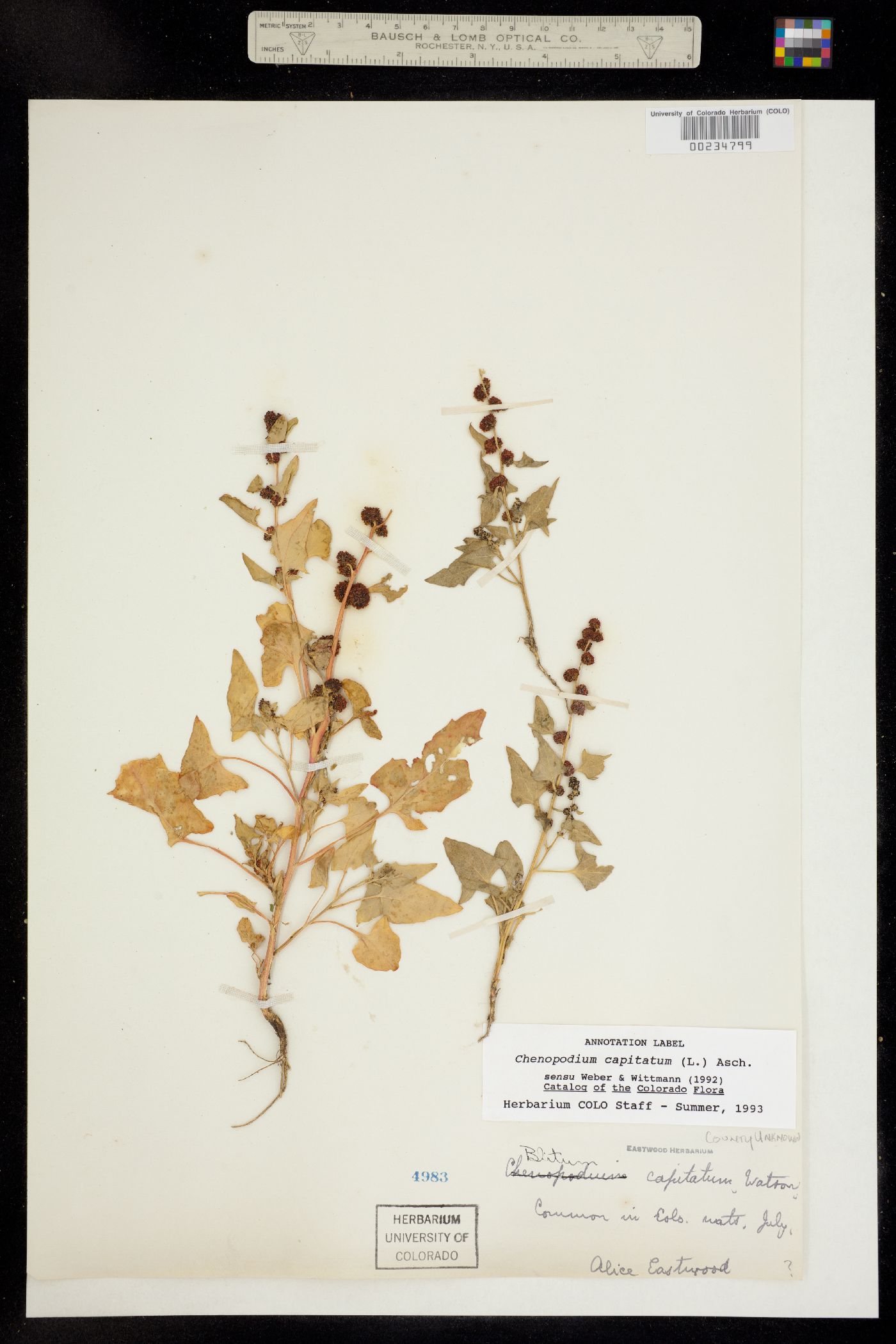 Chenopodium capitatum image