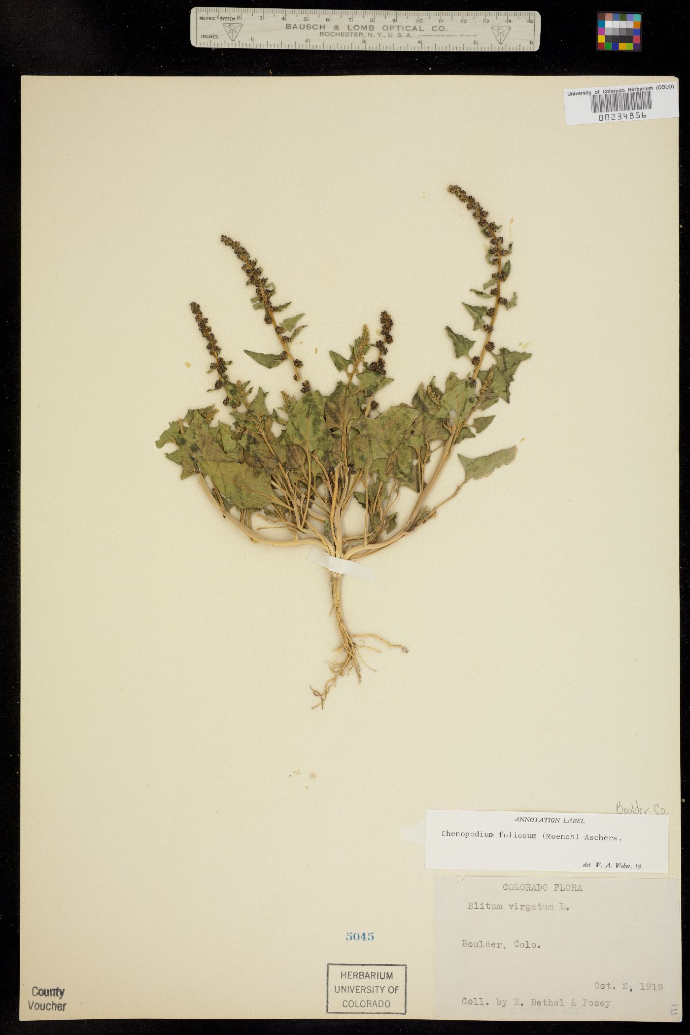 Chenopodium foliosum image