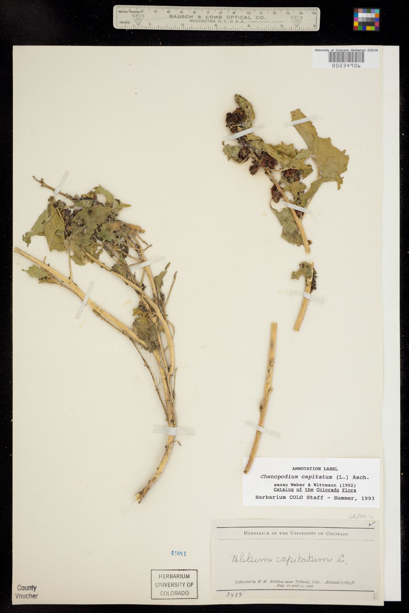 Chenopodium capitatum image