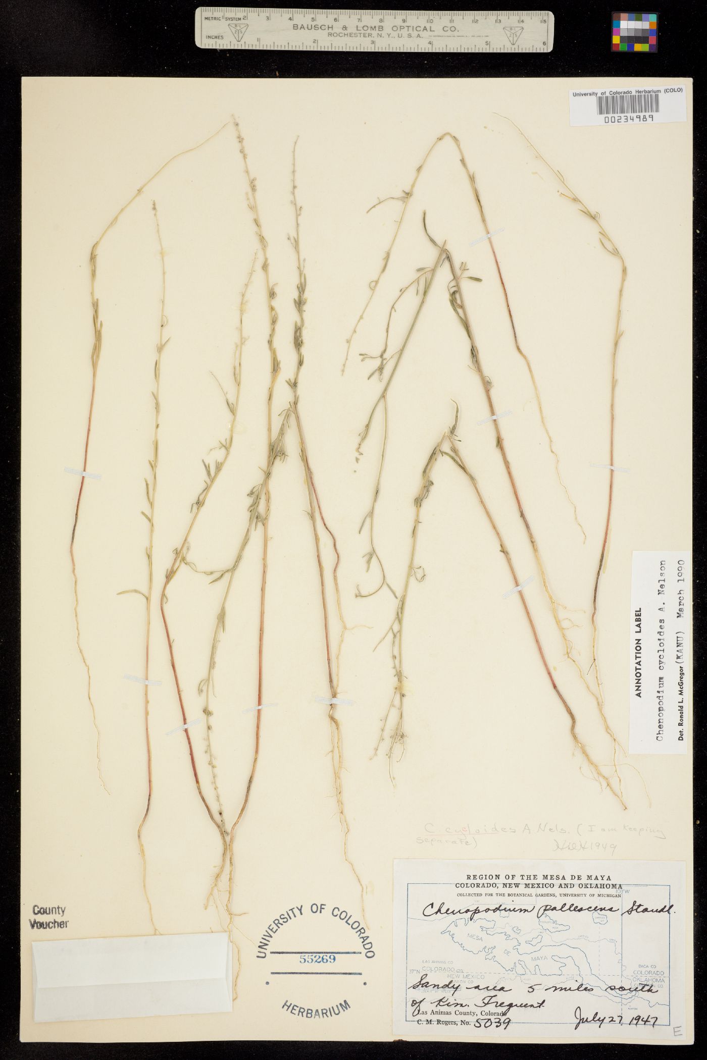 Chenopodium cycloides image