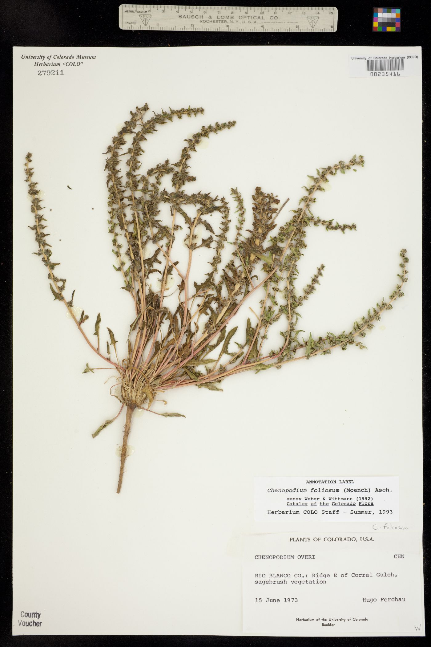 Blitum virgatum image