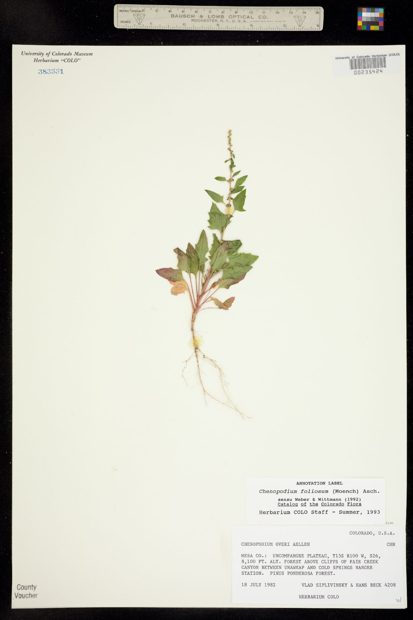 Chenopodium image