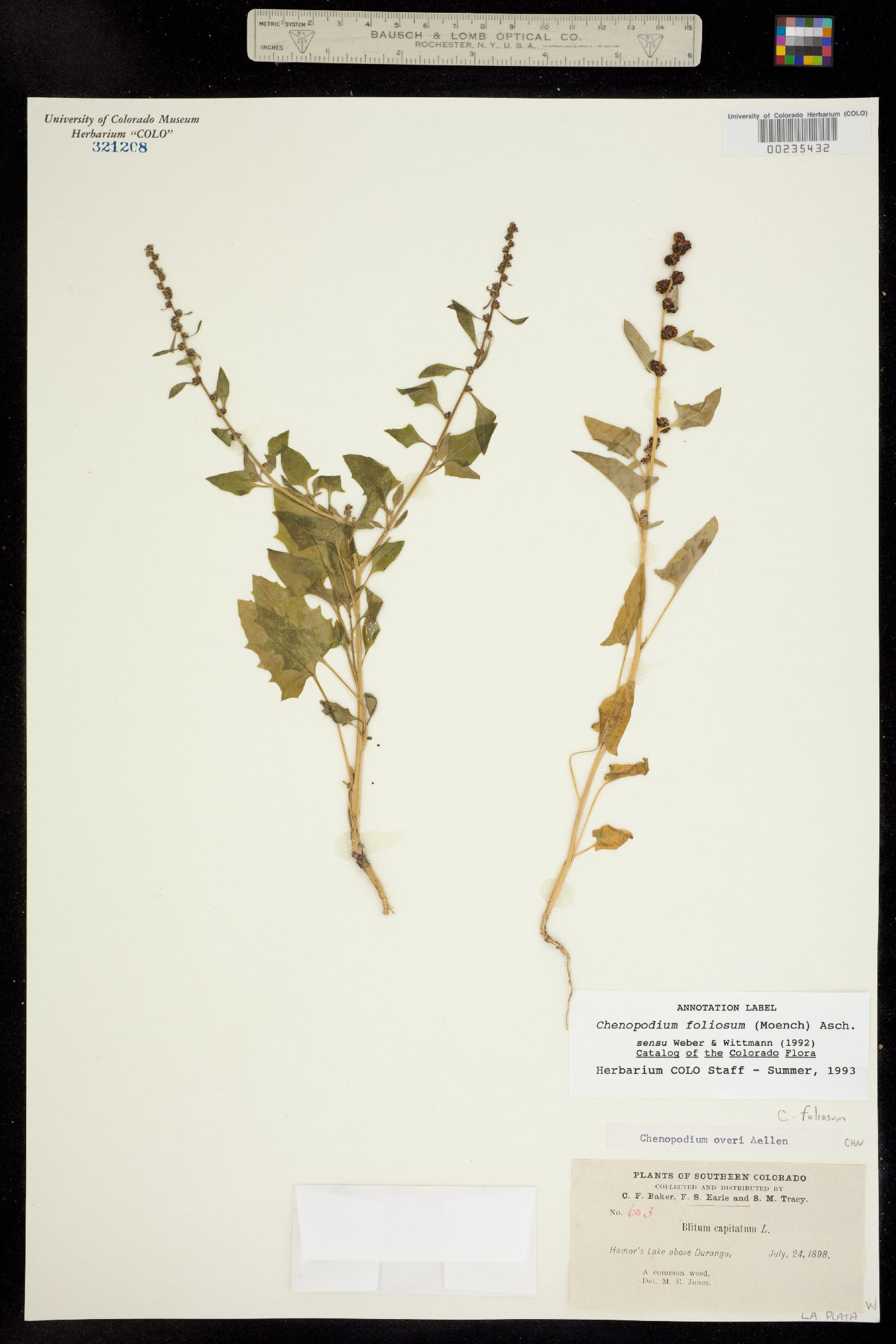 Blitum virgatum image