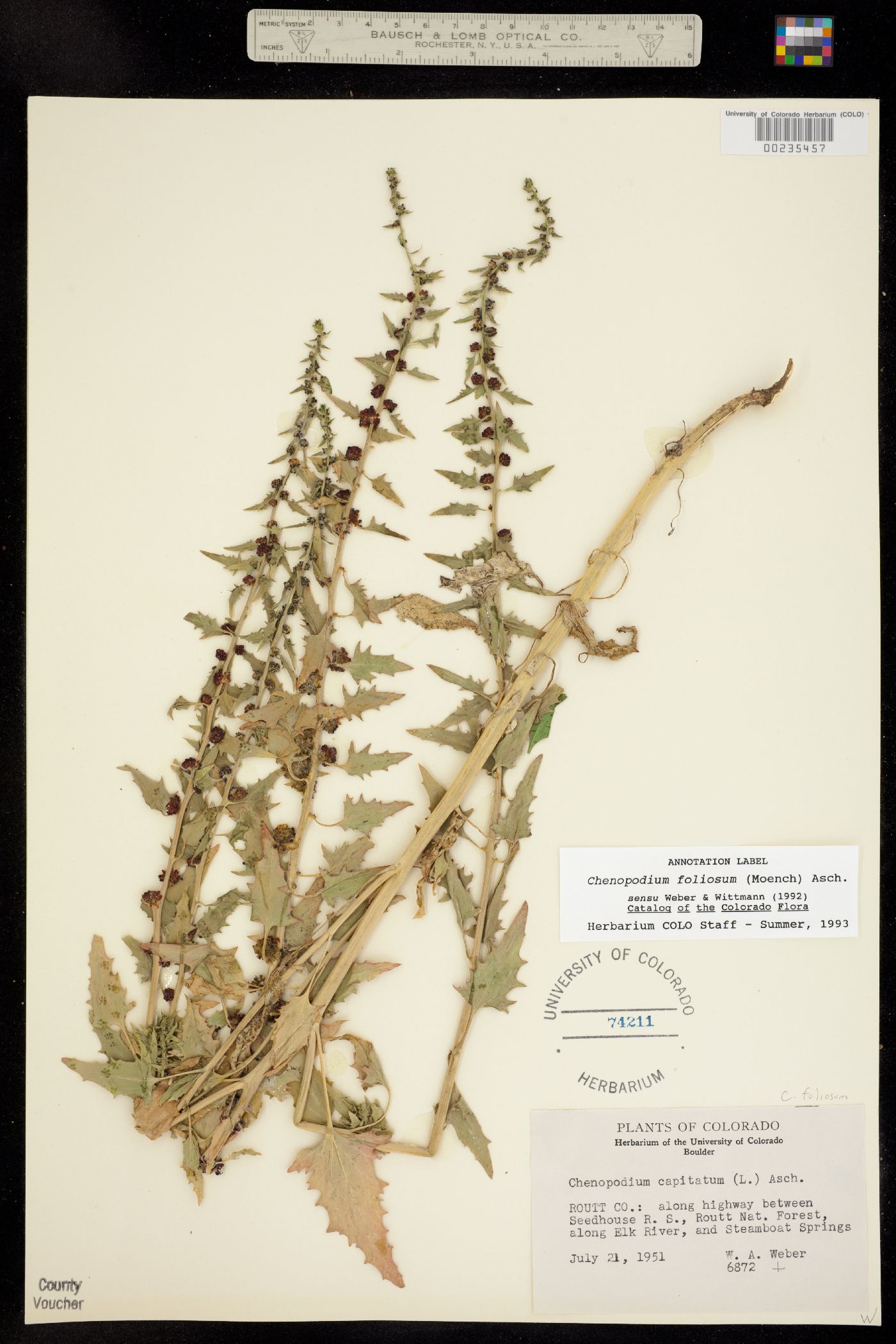 Blitum virgatum image