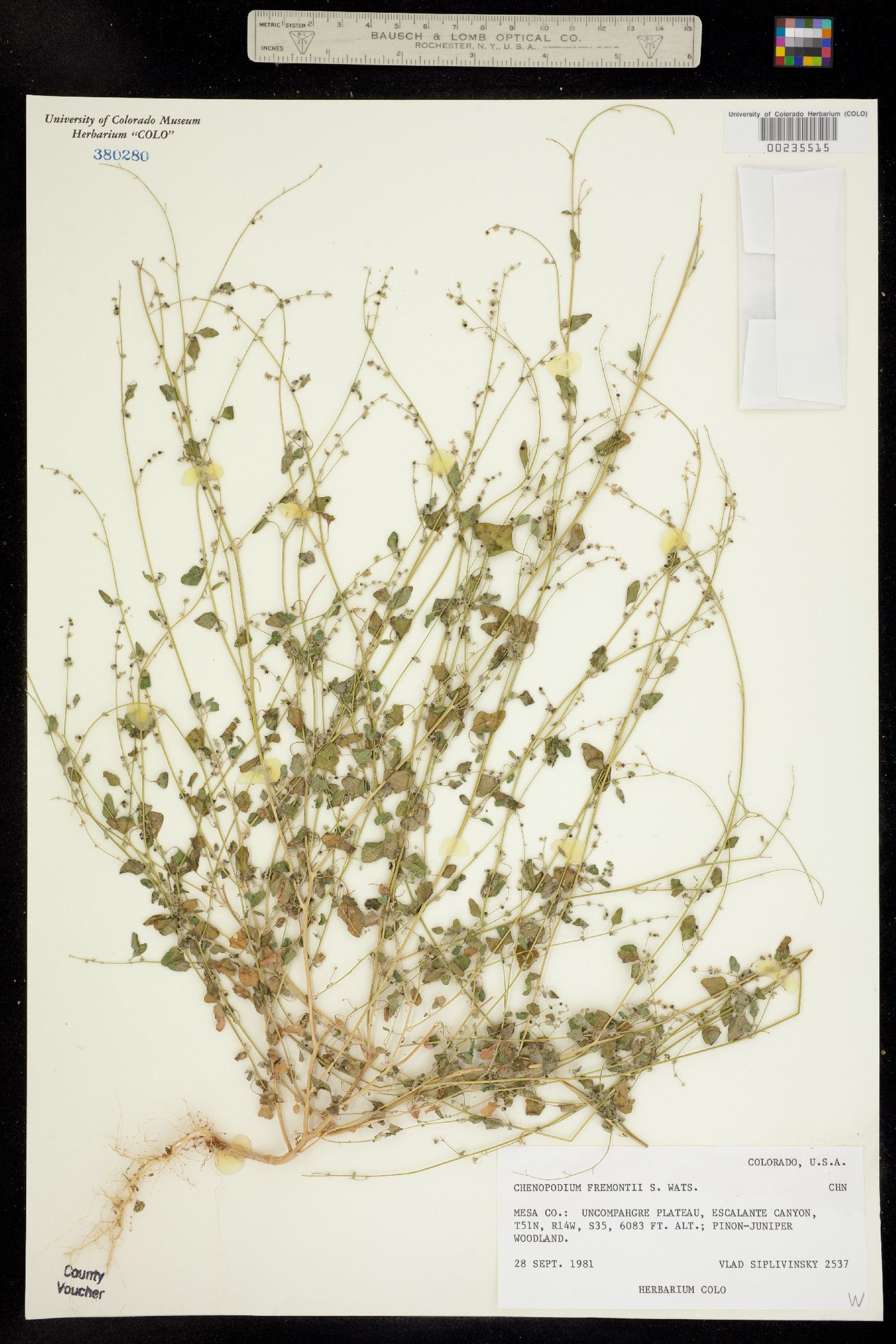 Chenopodium fremontii image