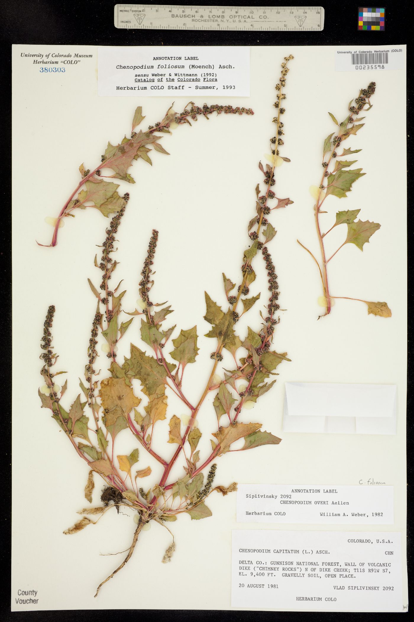 Chenopodium capitatum var. parvicapitatum image