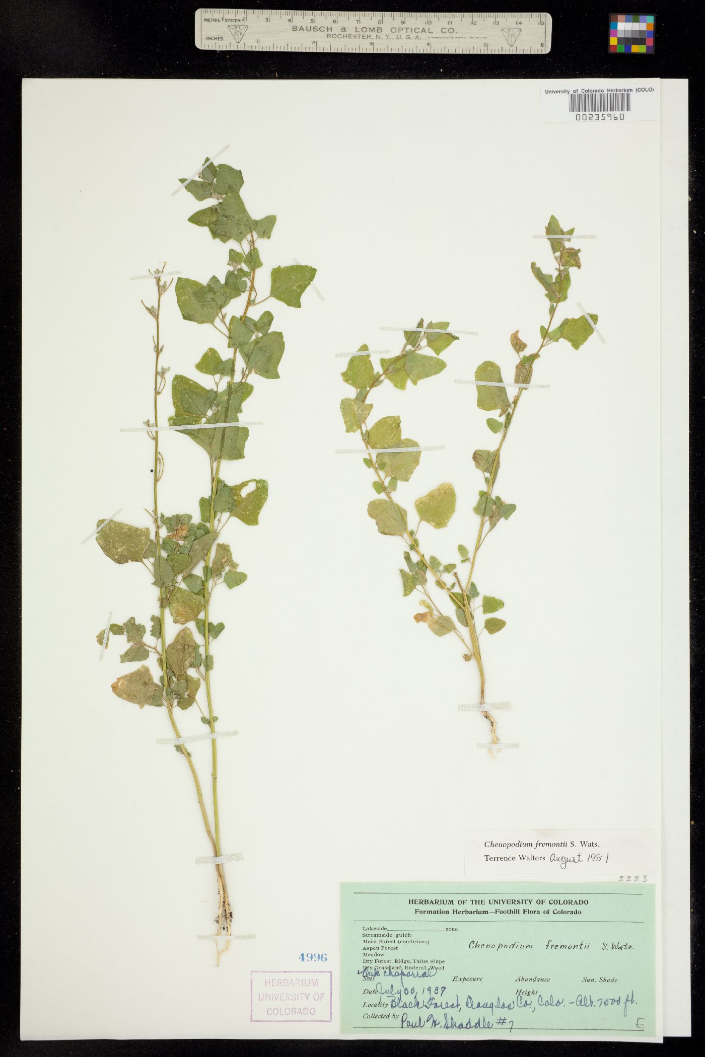Chenopodium fremontii image