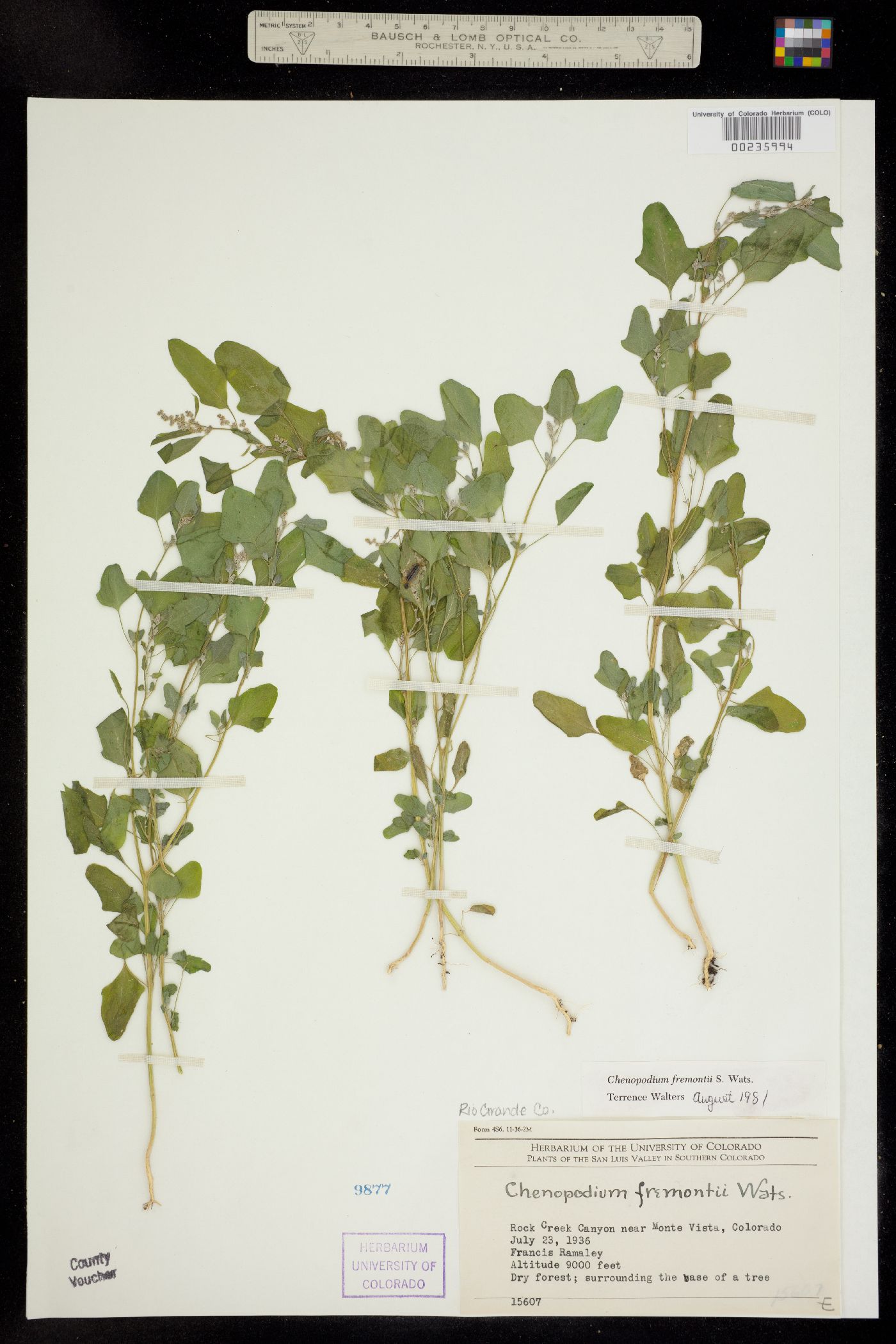 Chenopodium fremontii image