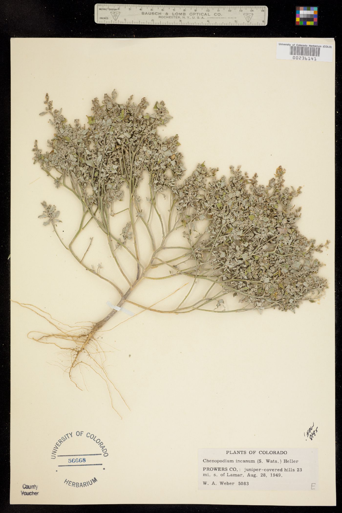Chenopodium incanum image