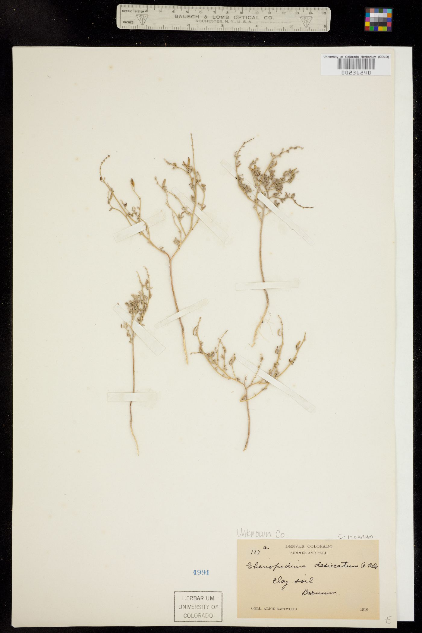 Chenopodium incanum image