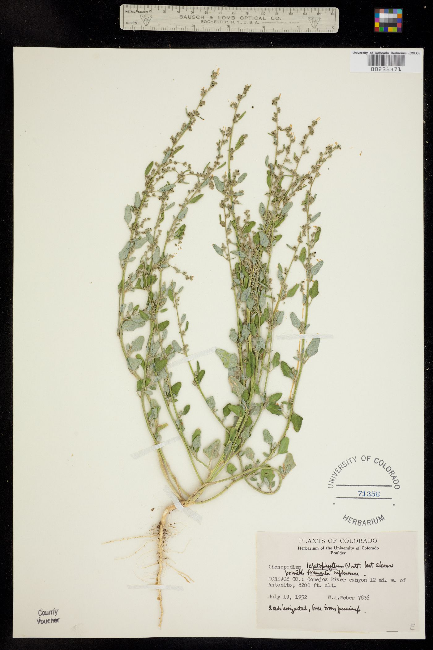 Chenopodium image