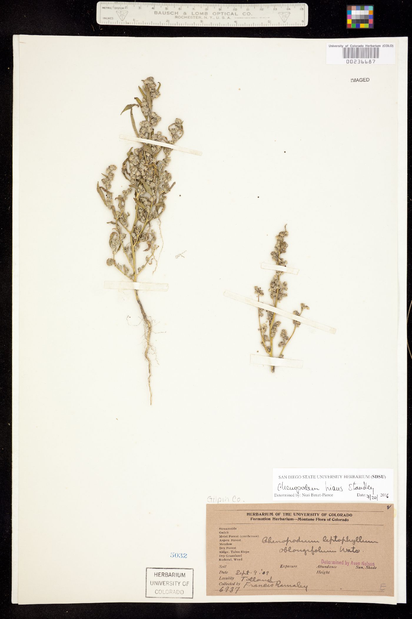 Chenopodium hians image