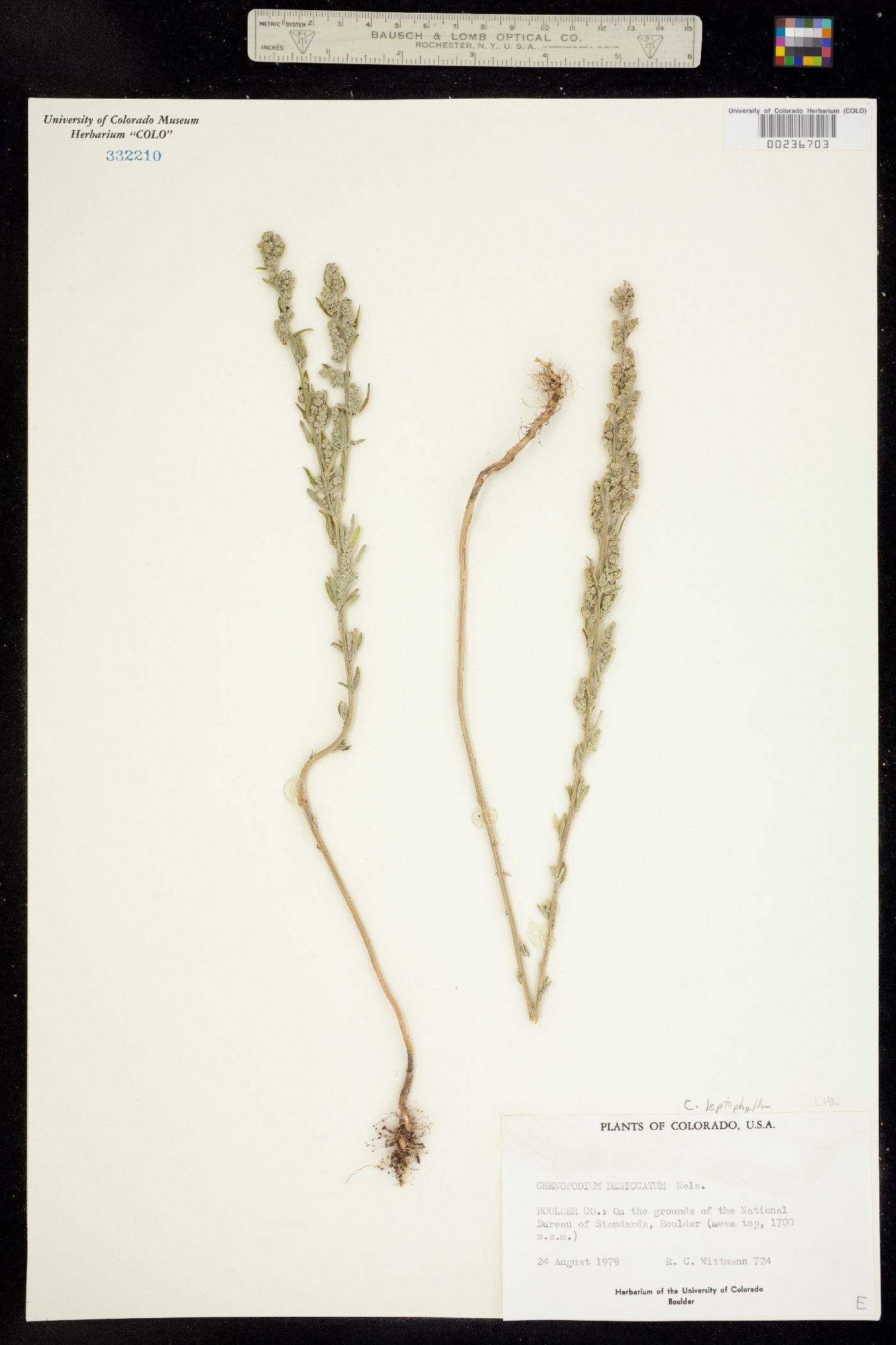 Chenopodium leptophyllum image