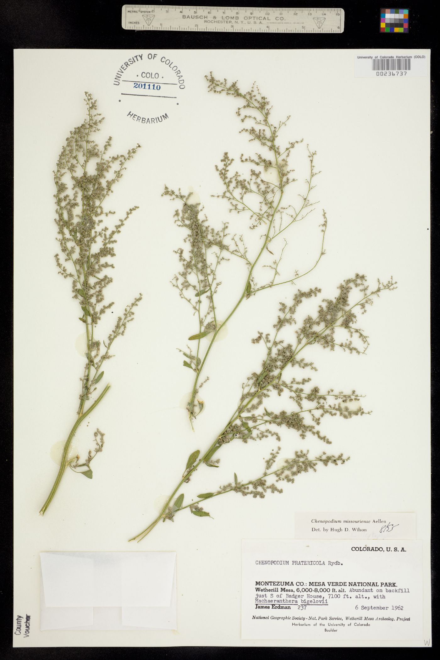 Chenopodium album image