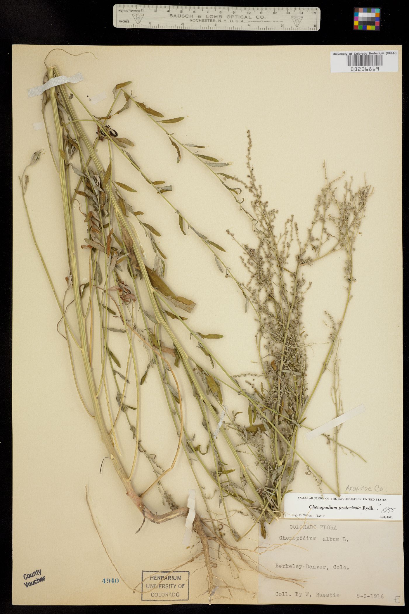Chenopodium image