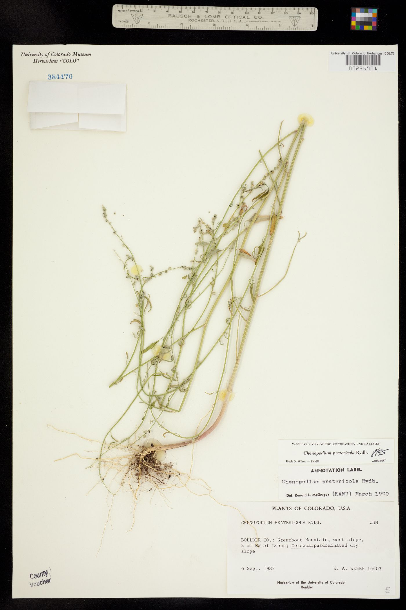 Chenopodium pratericola image