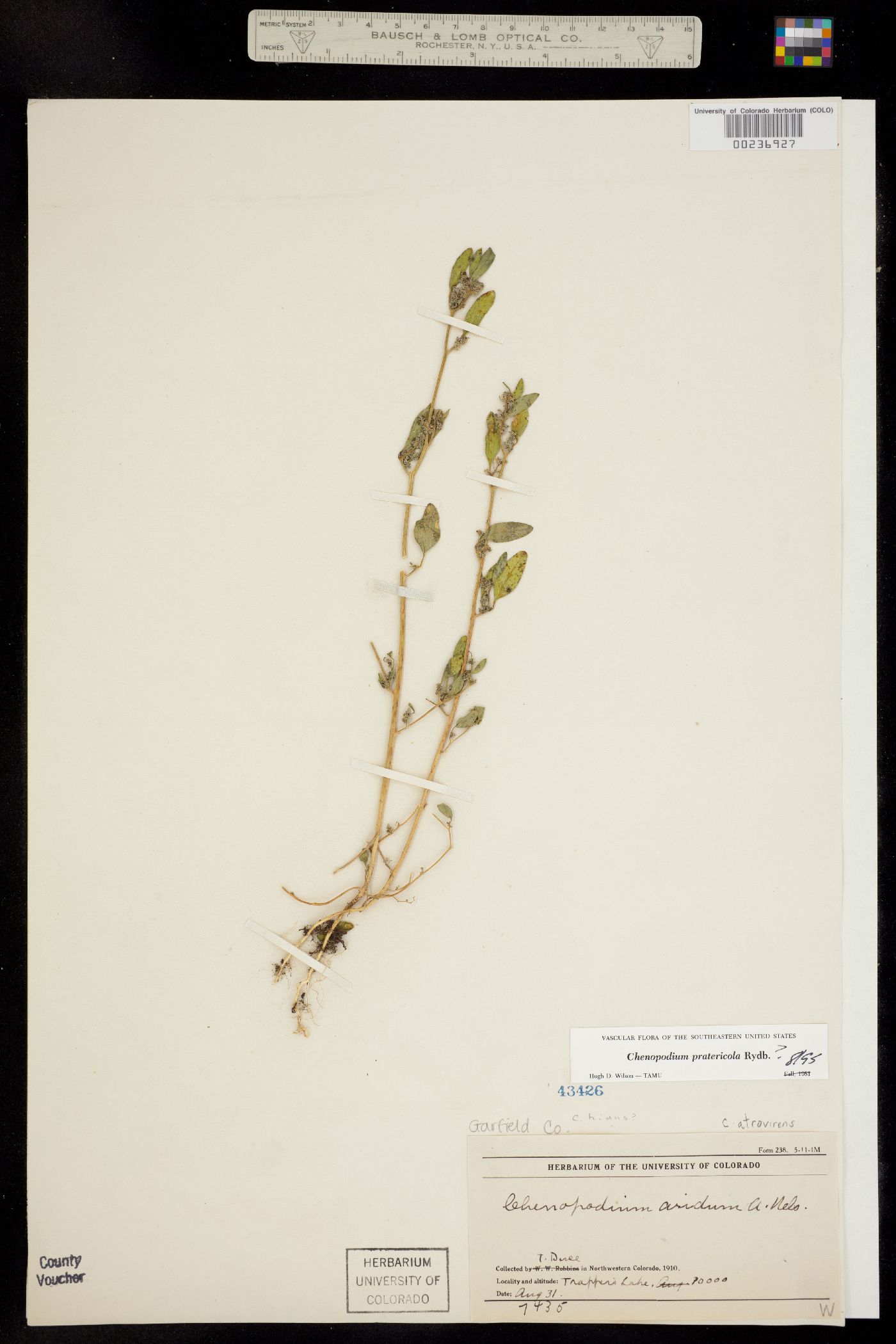 Chenopodium pratericola image