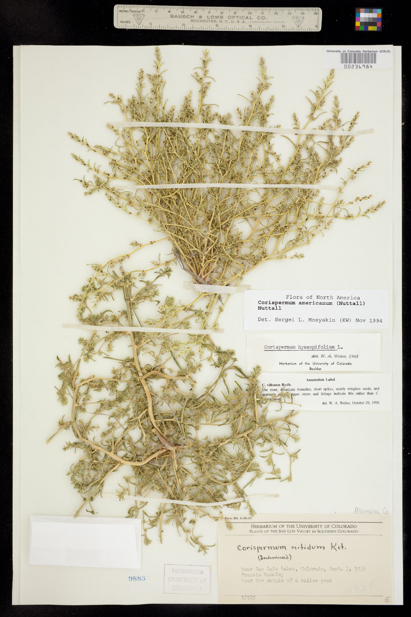 Corispermum villosum image