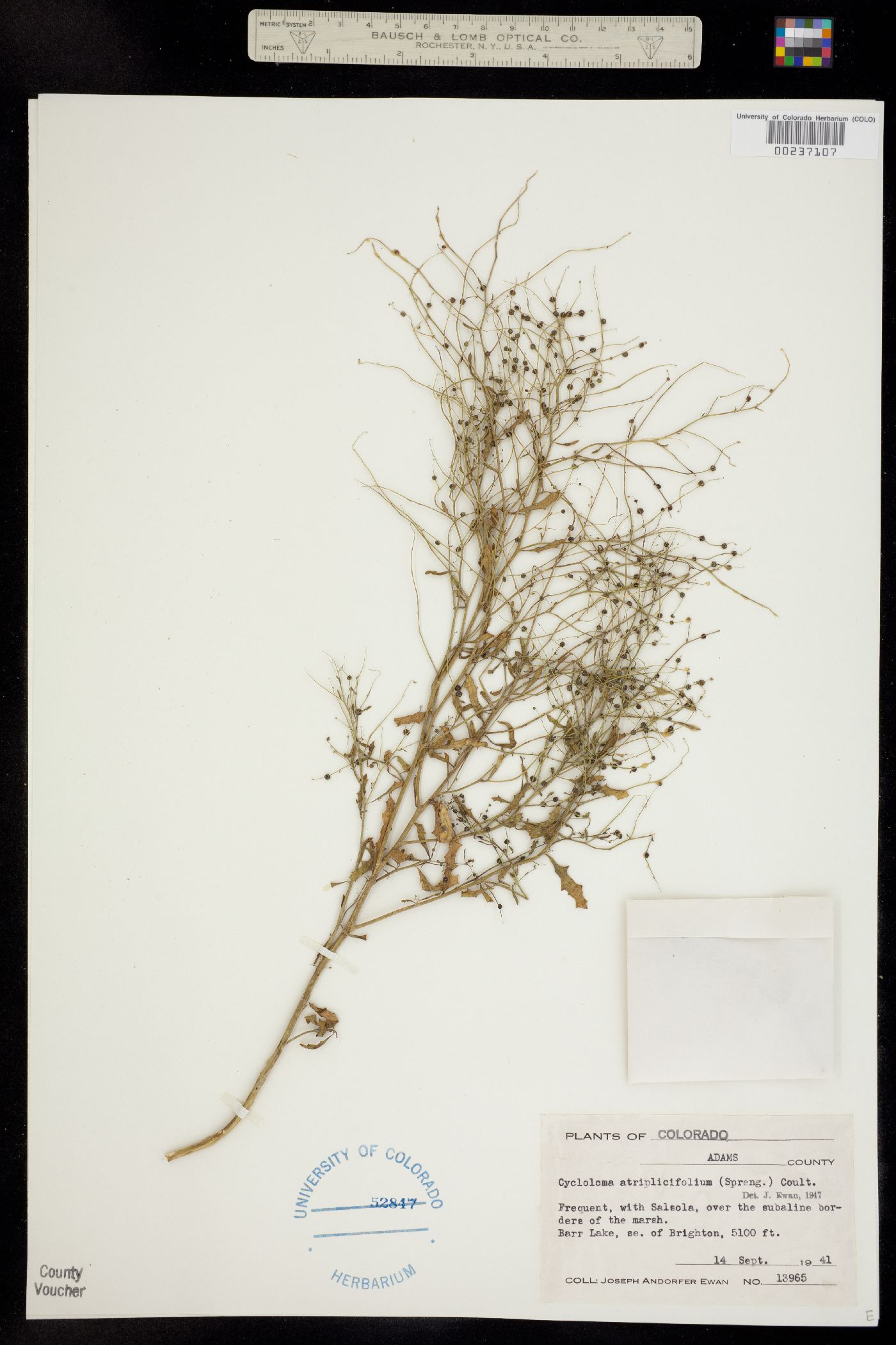 Cycloloma atriplicifolium image