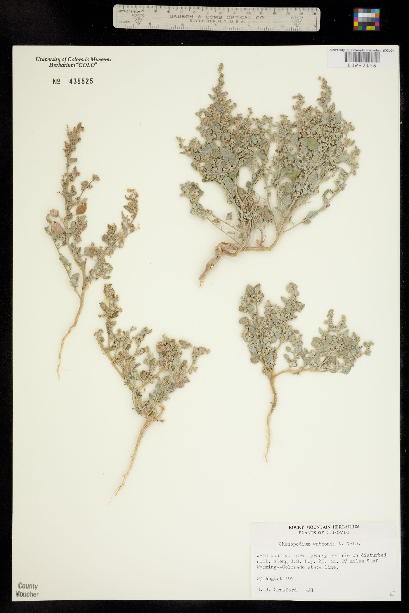 Chenopodium watsonii image