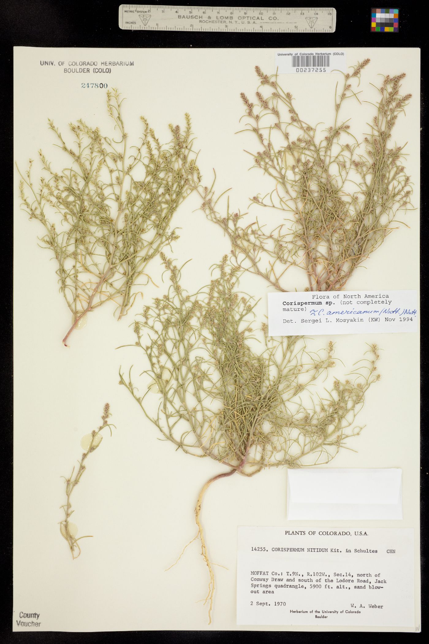Corispermum americanum image