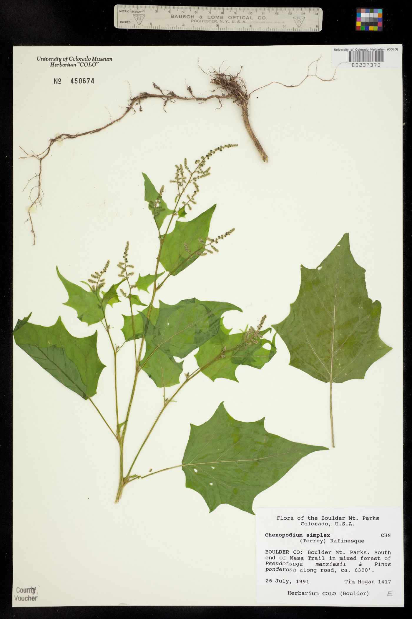 Chenopodium simplex image
