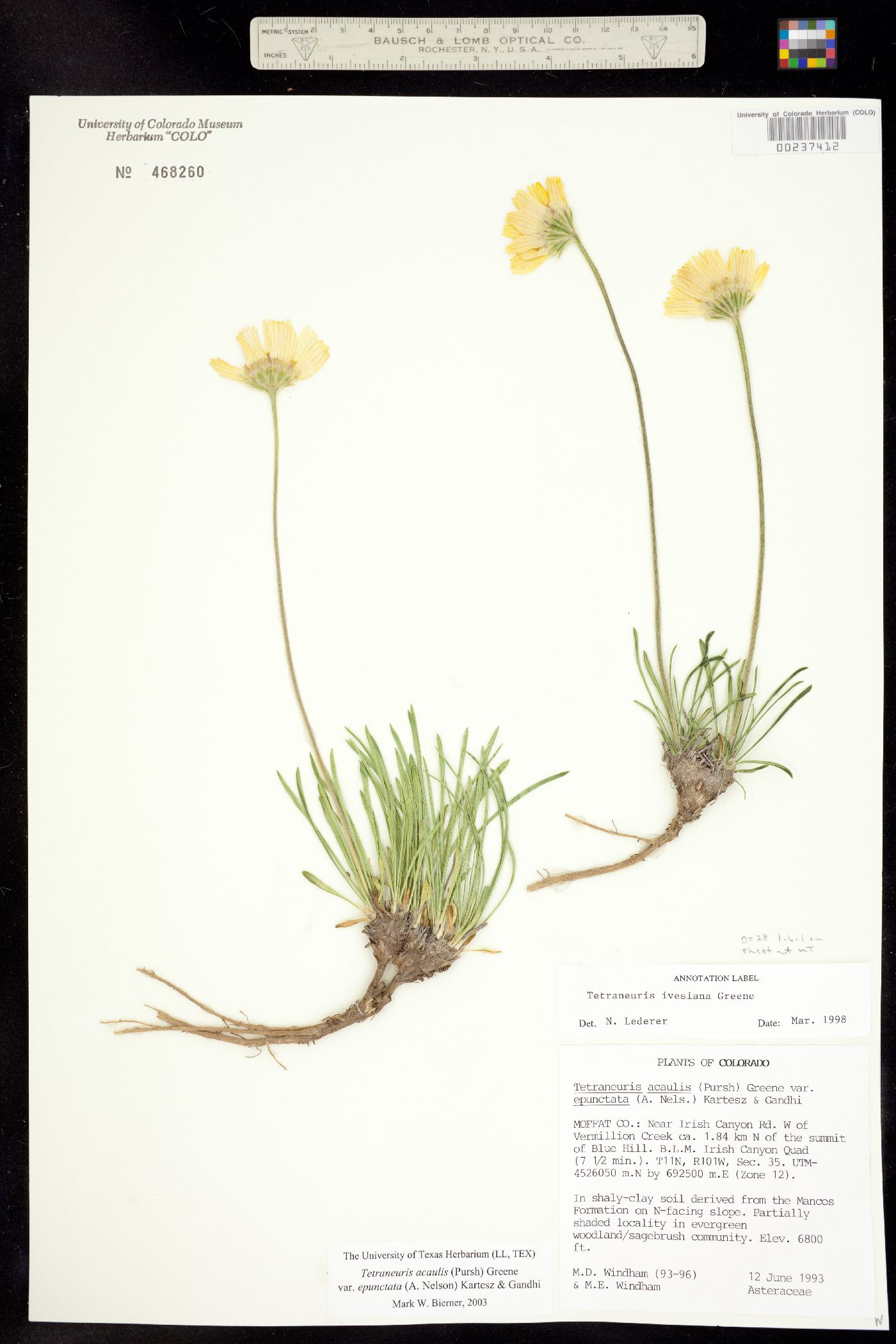 Tetraneuris acaulis var. epunctata image