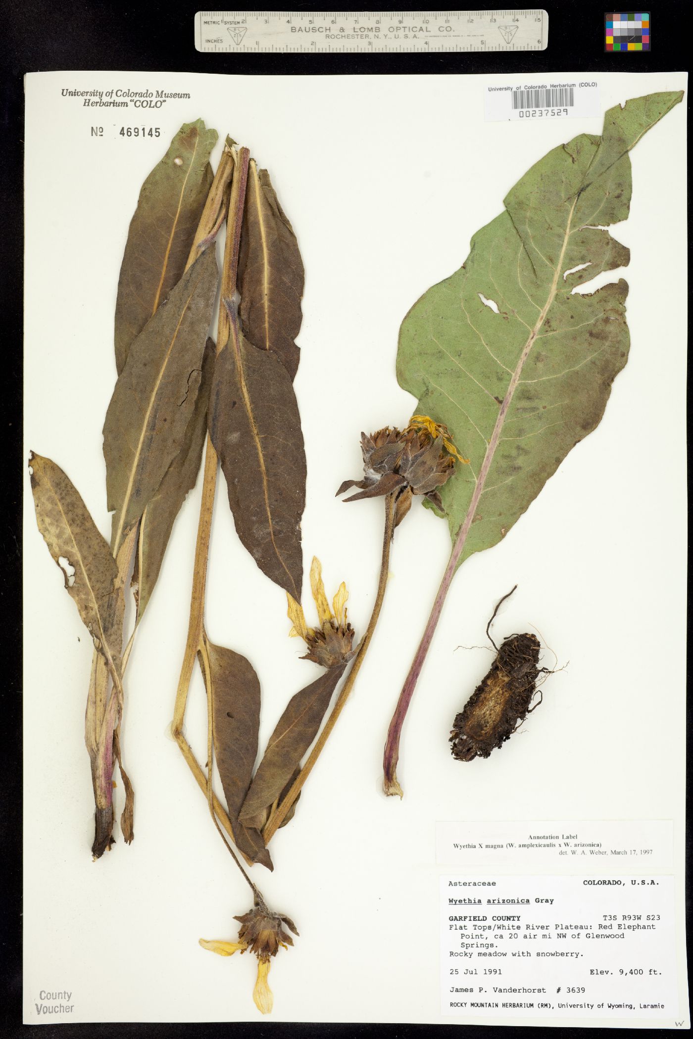 Wyethia magna image