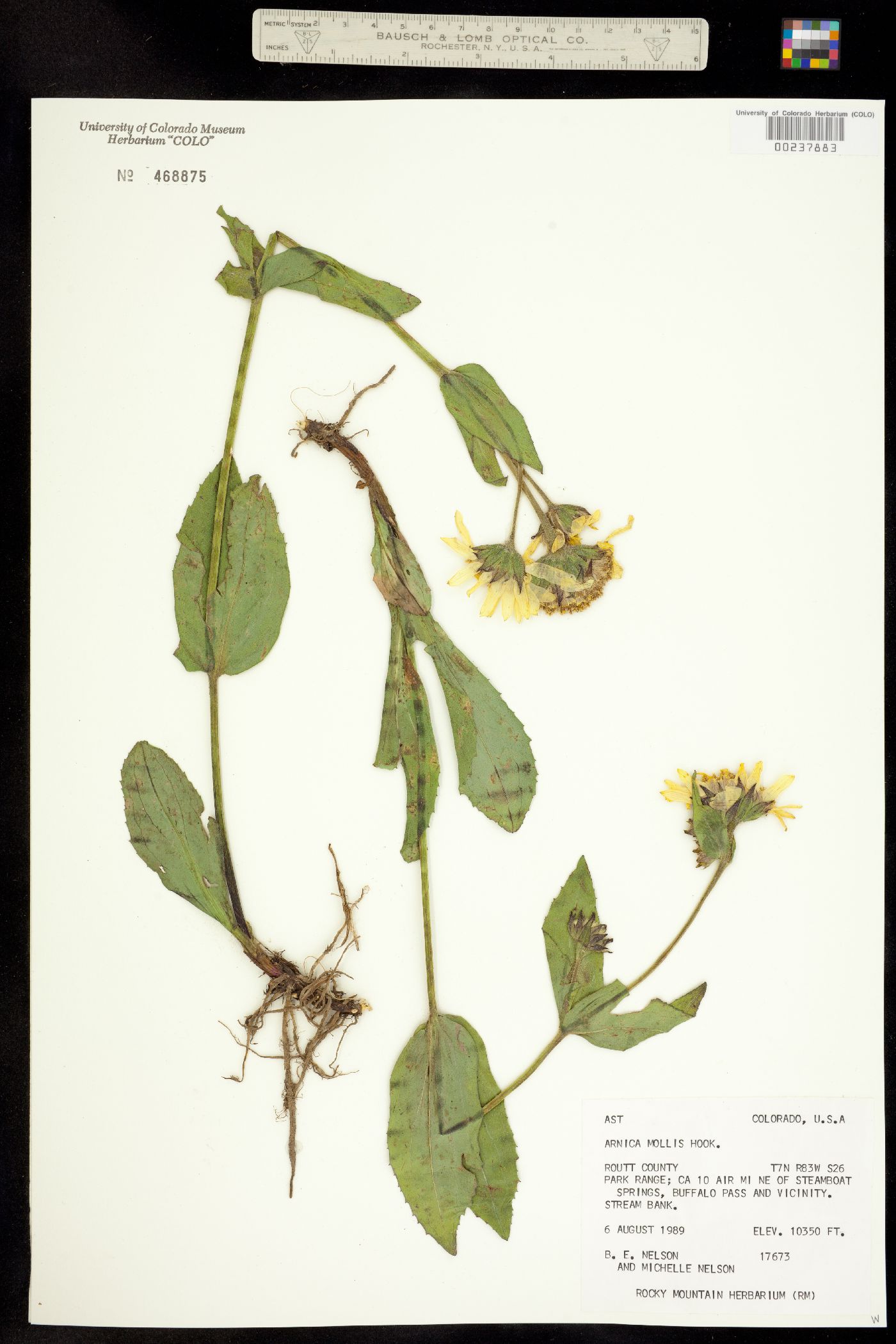 Arnica mollis image