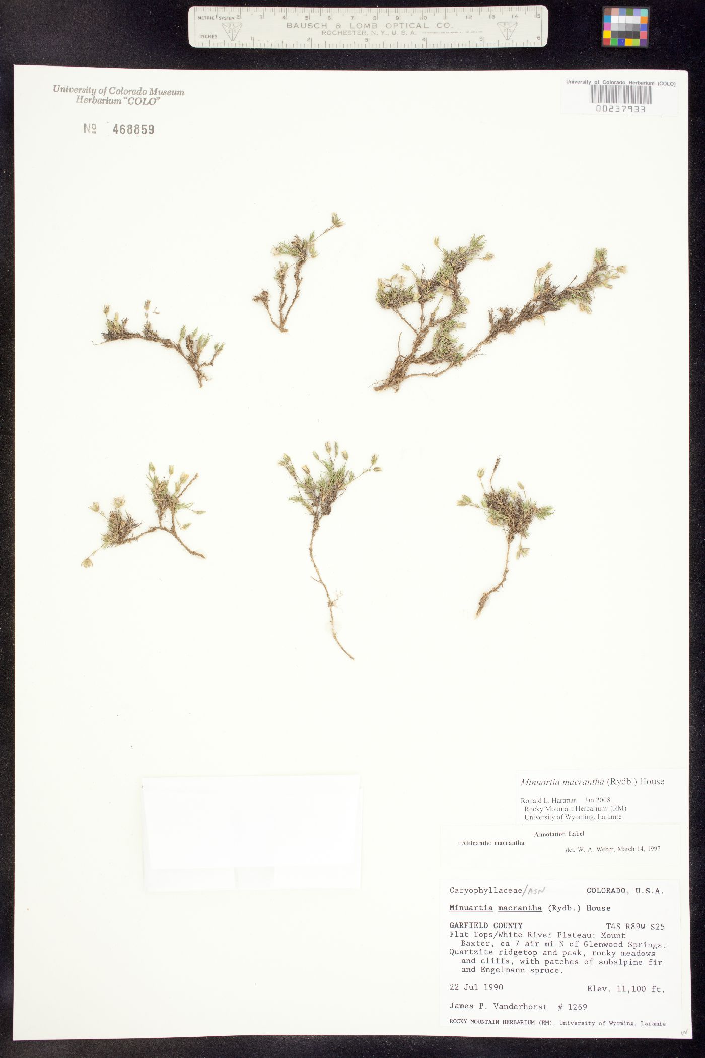 Alsinanthe macrantha image