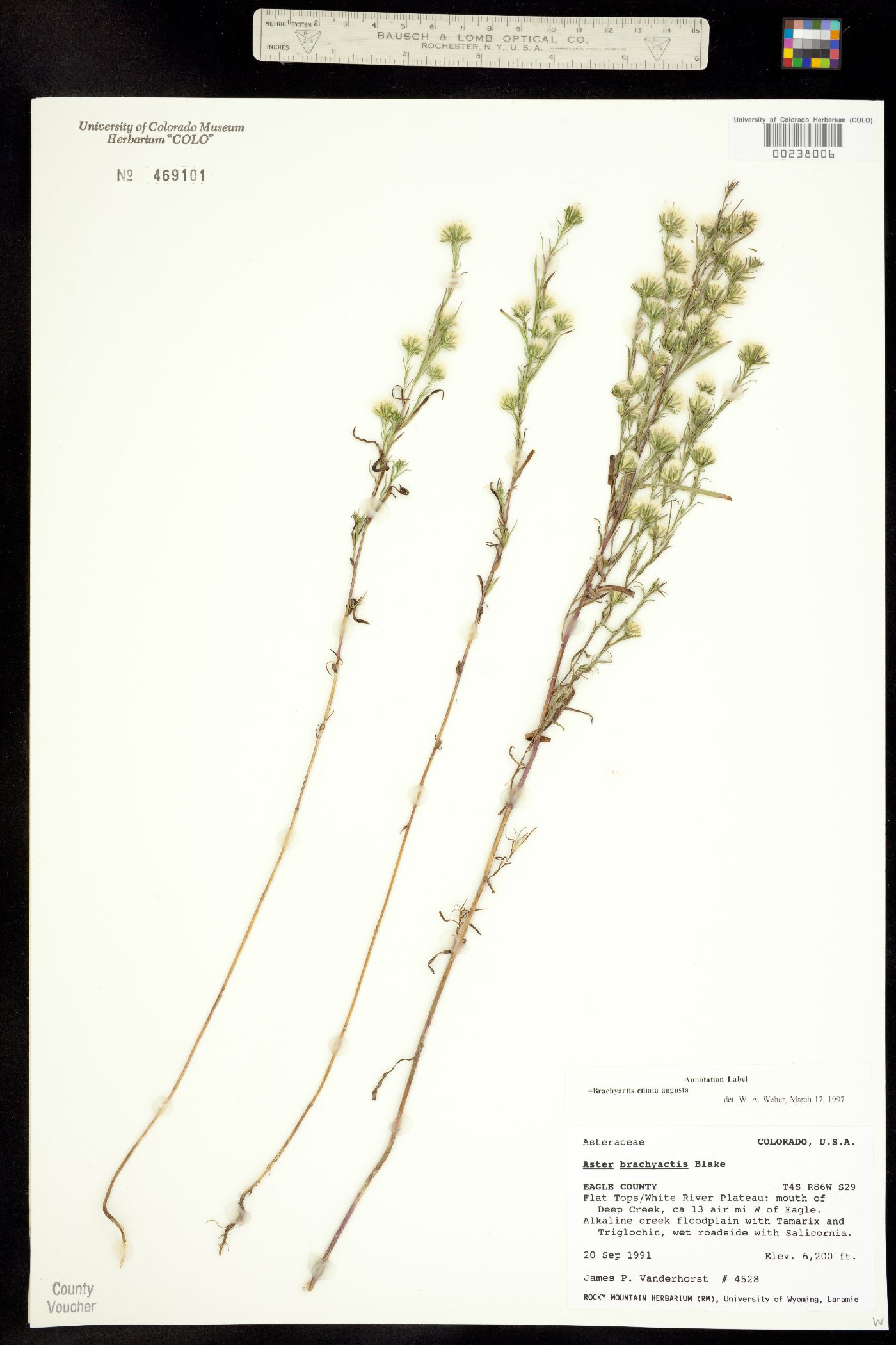 Brachyactis ciliata ssp. angusta image