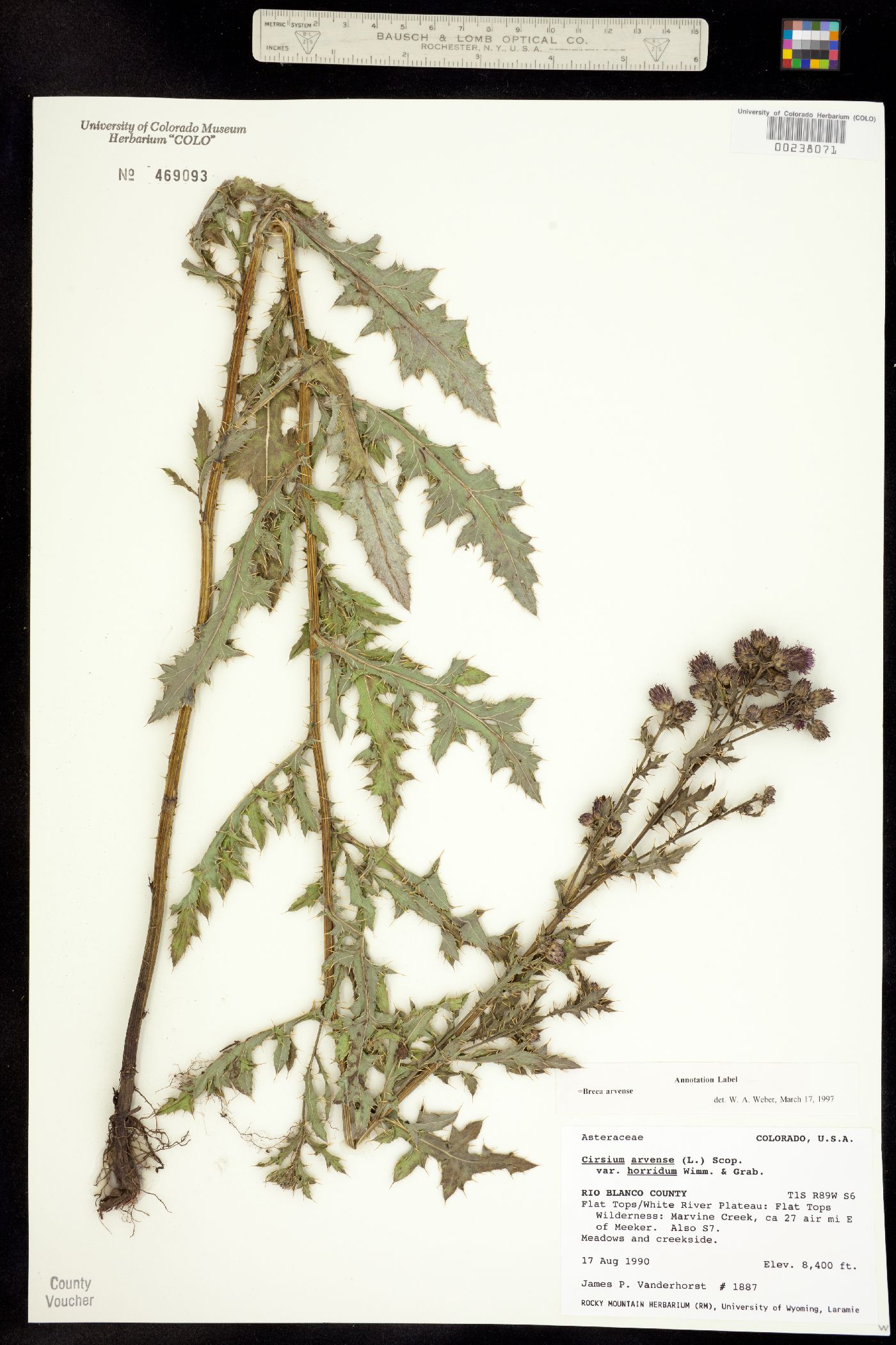 Cirsium arvense image