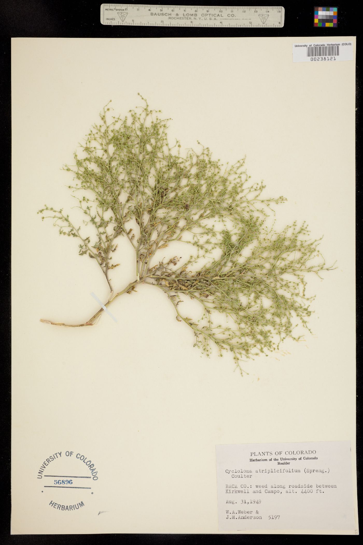 Cycloloma atriplicifolium image