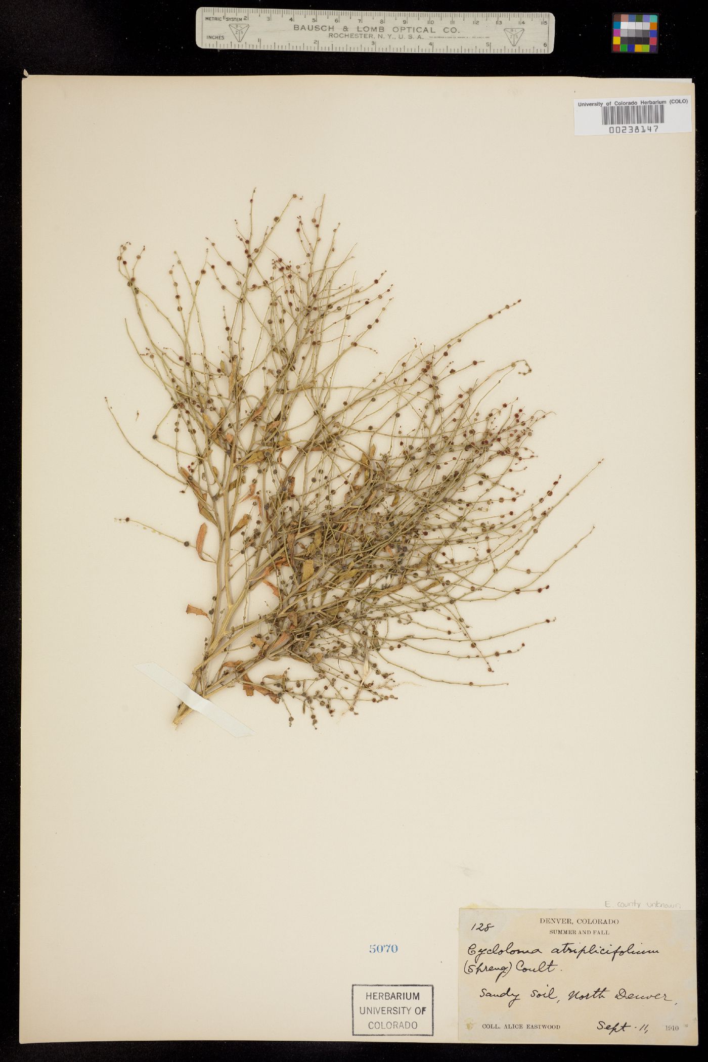Cycloloma atriplicifolium image